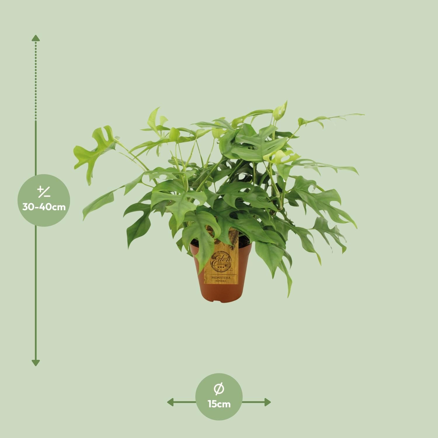 Monstera Minima (8720634284882)