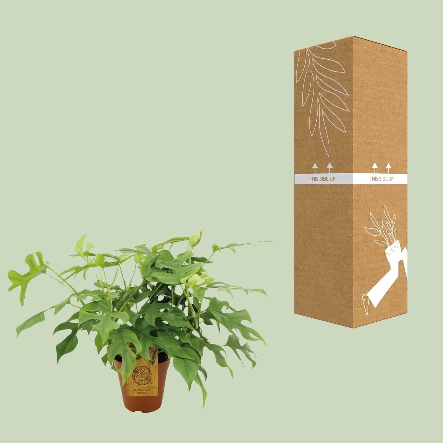 Monstera Minima (8720634284882)