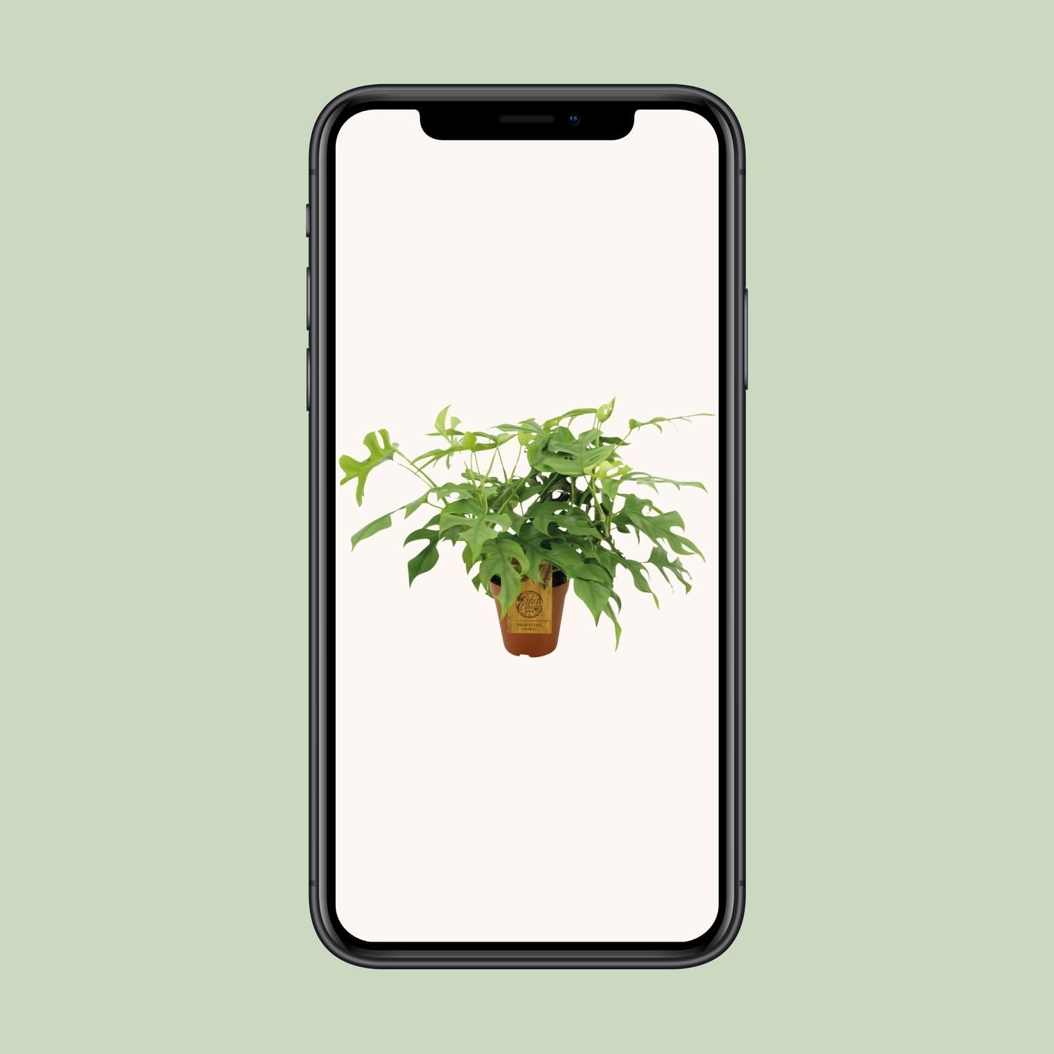 Monstera Minima (8720634284882)