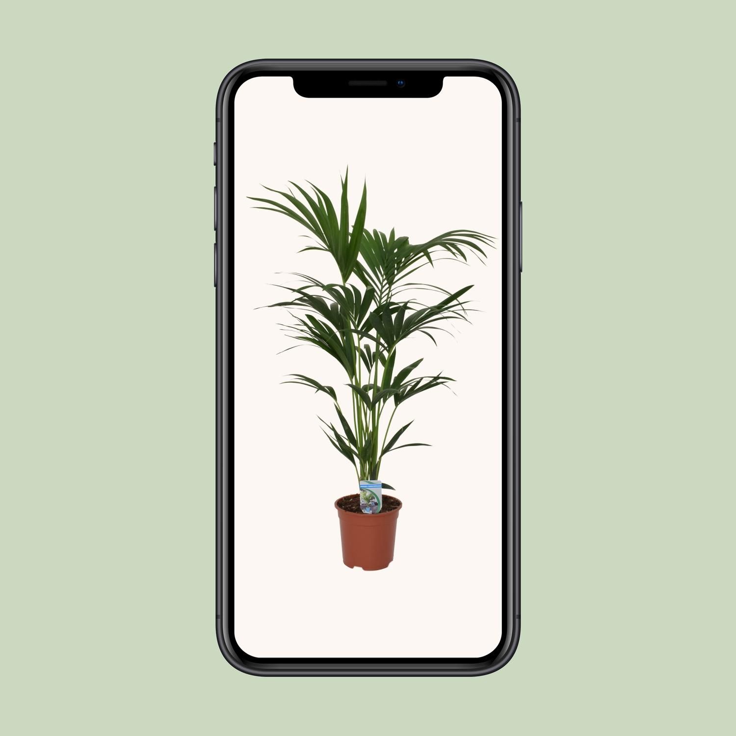 Howea forsteriana - - Ø21 - ↨120cm (8720634287678)