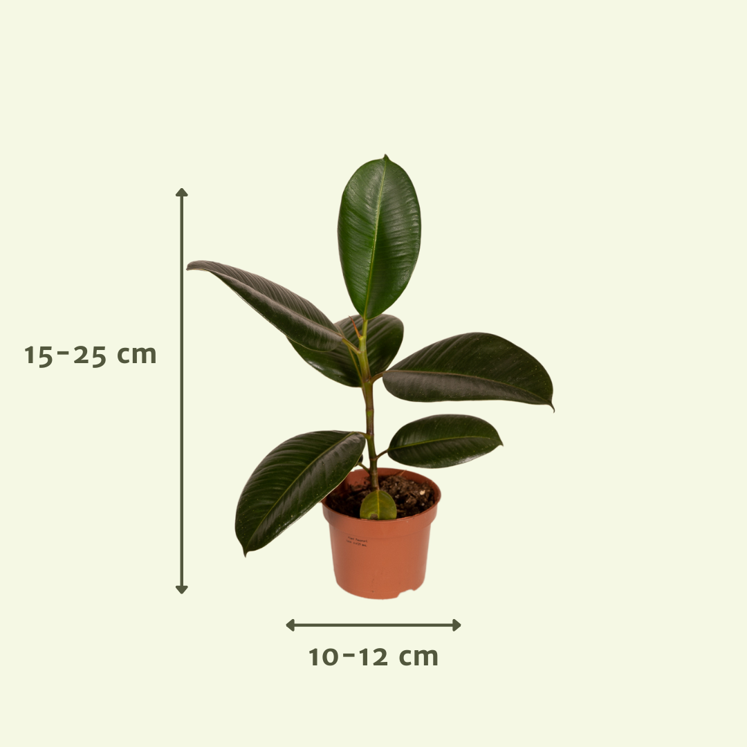 Buitenbeentjesbox - Ø12cm - 8x (8720634287203)