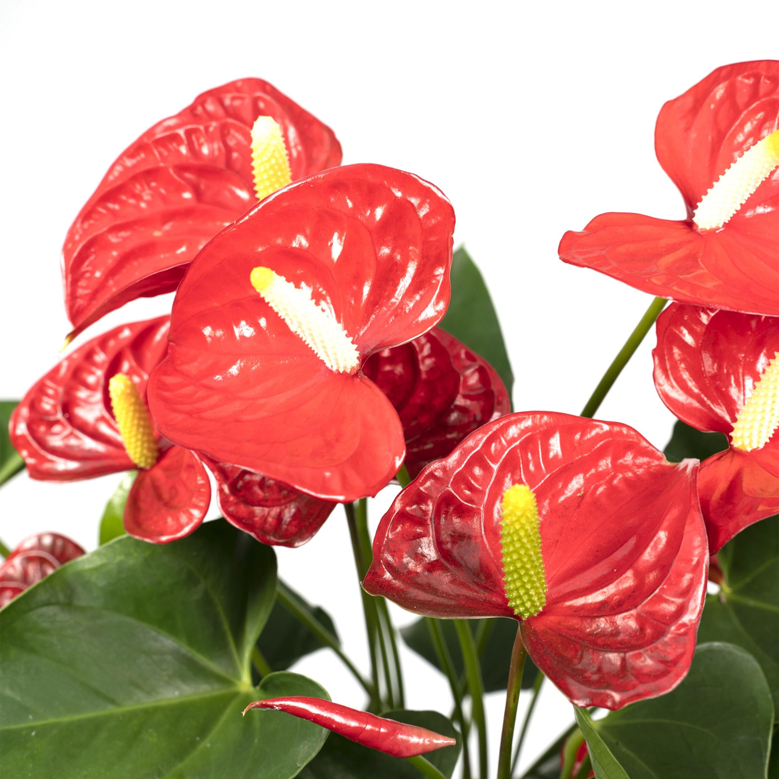 Anthurium Red (8720634285445)