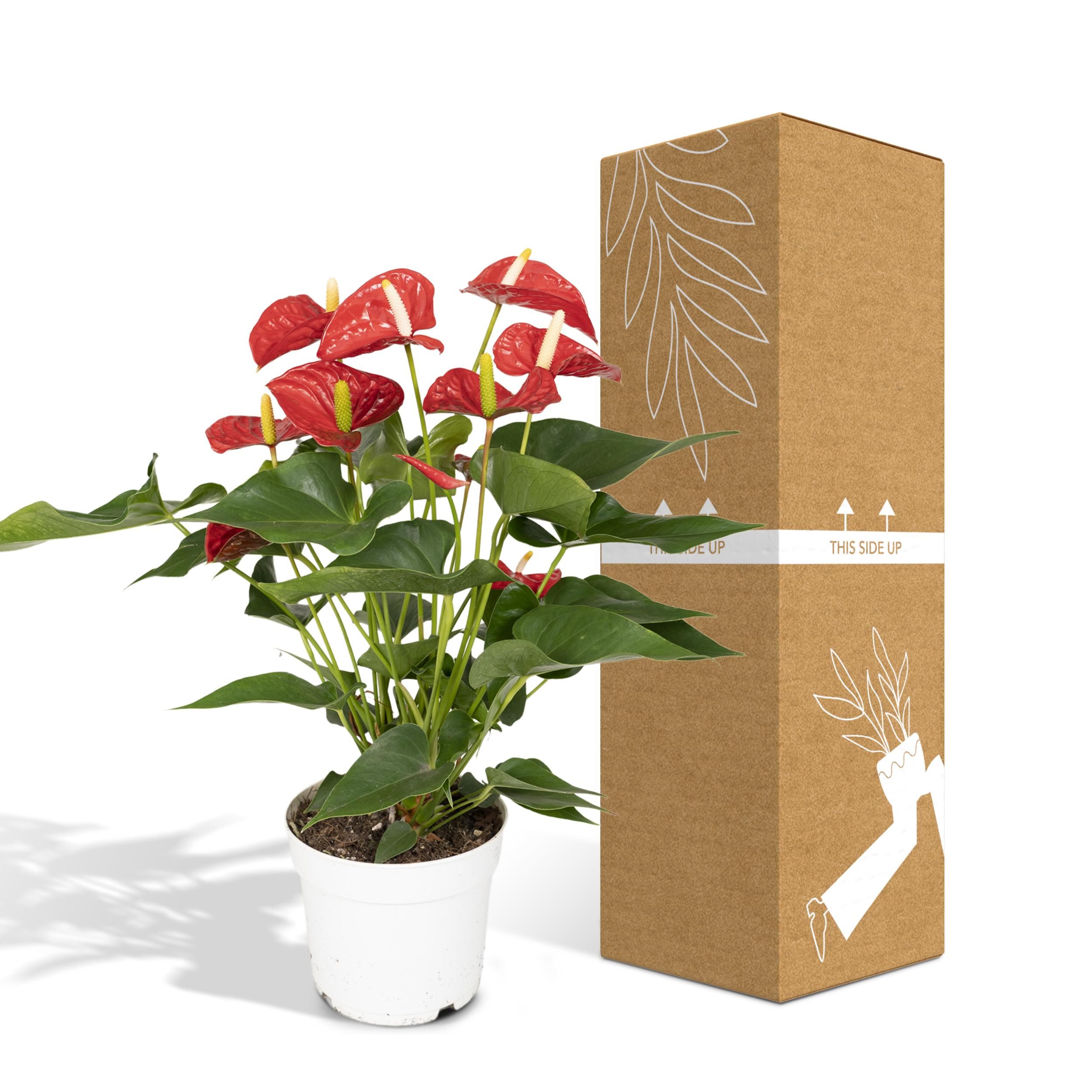 Anthurium Red (8720634285445)
