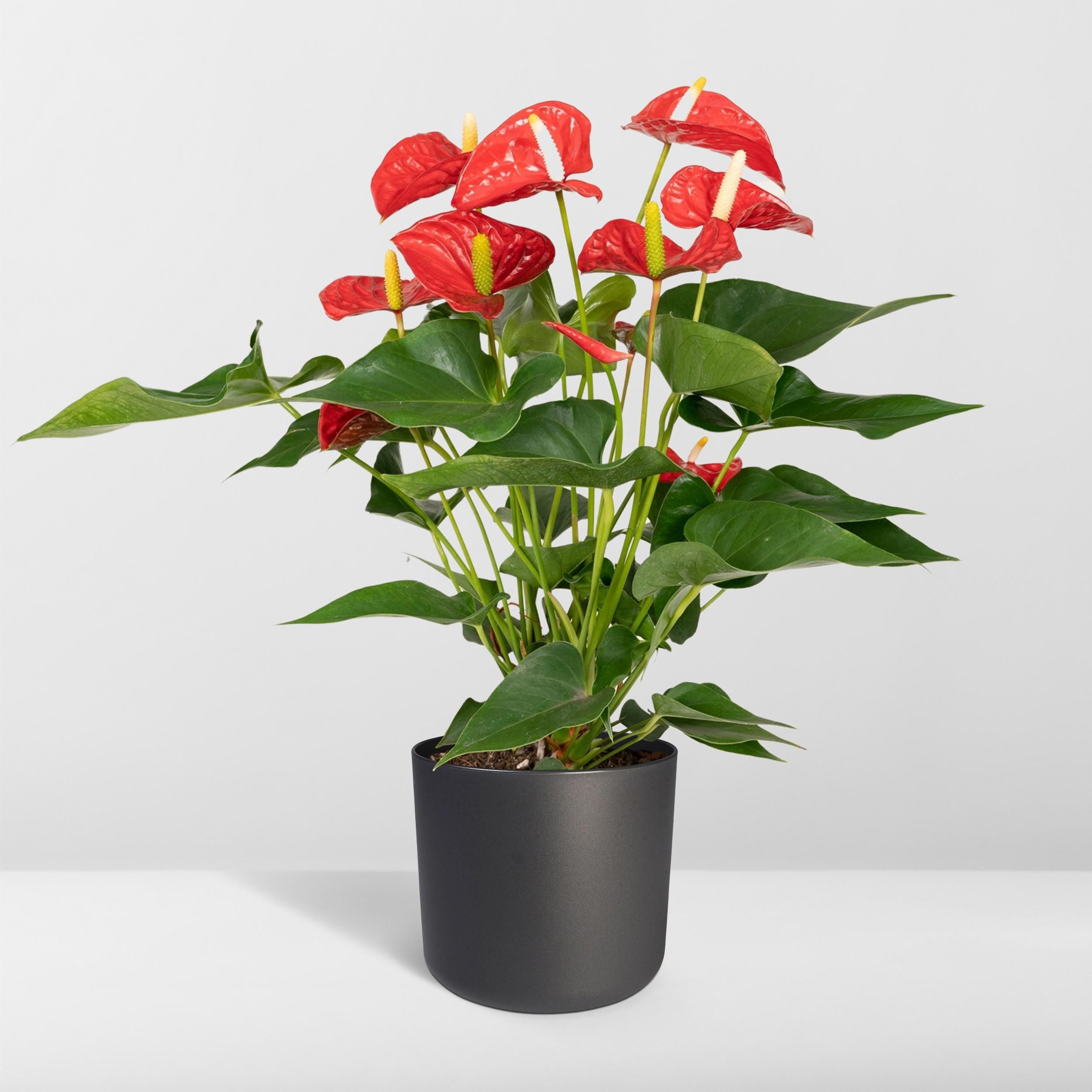 Anthurium Red (8720634285445)