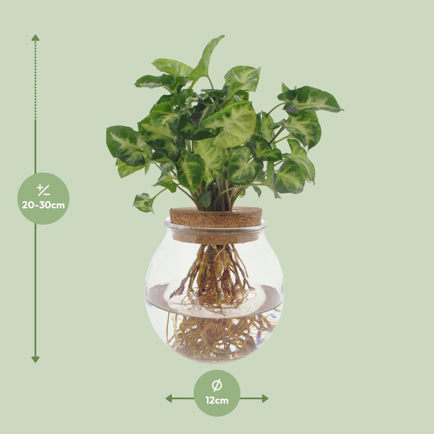 Syngonium Pixie (8720634287548)