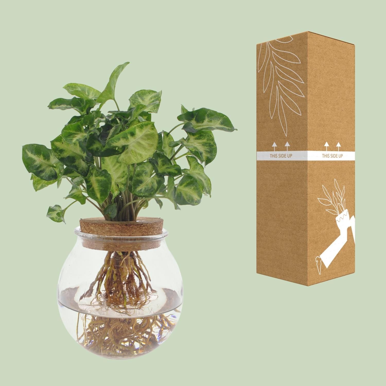 Syngonium Pixie (8720634287548)