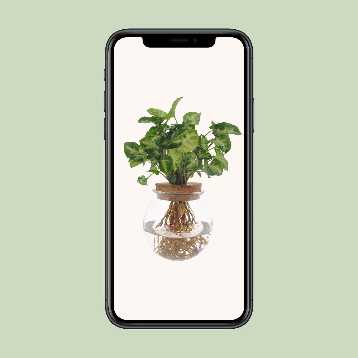 Syngonium Pixie (8720634287548)