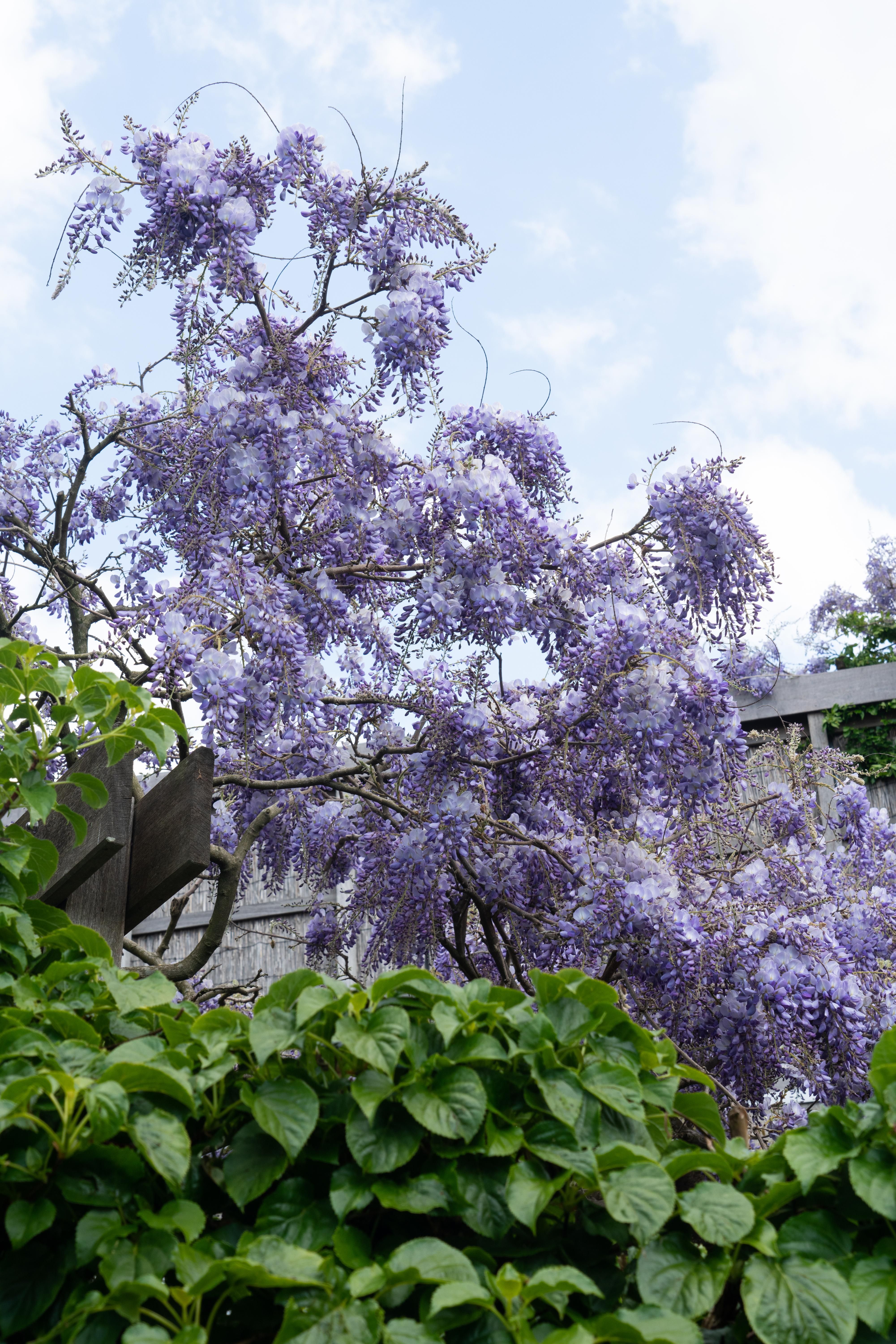 Hoogeveen Wisteria sinensis 'Prolific' - Blauwe regen (8712044842448)