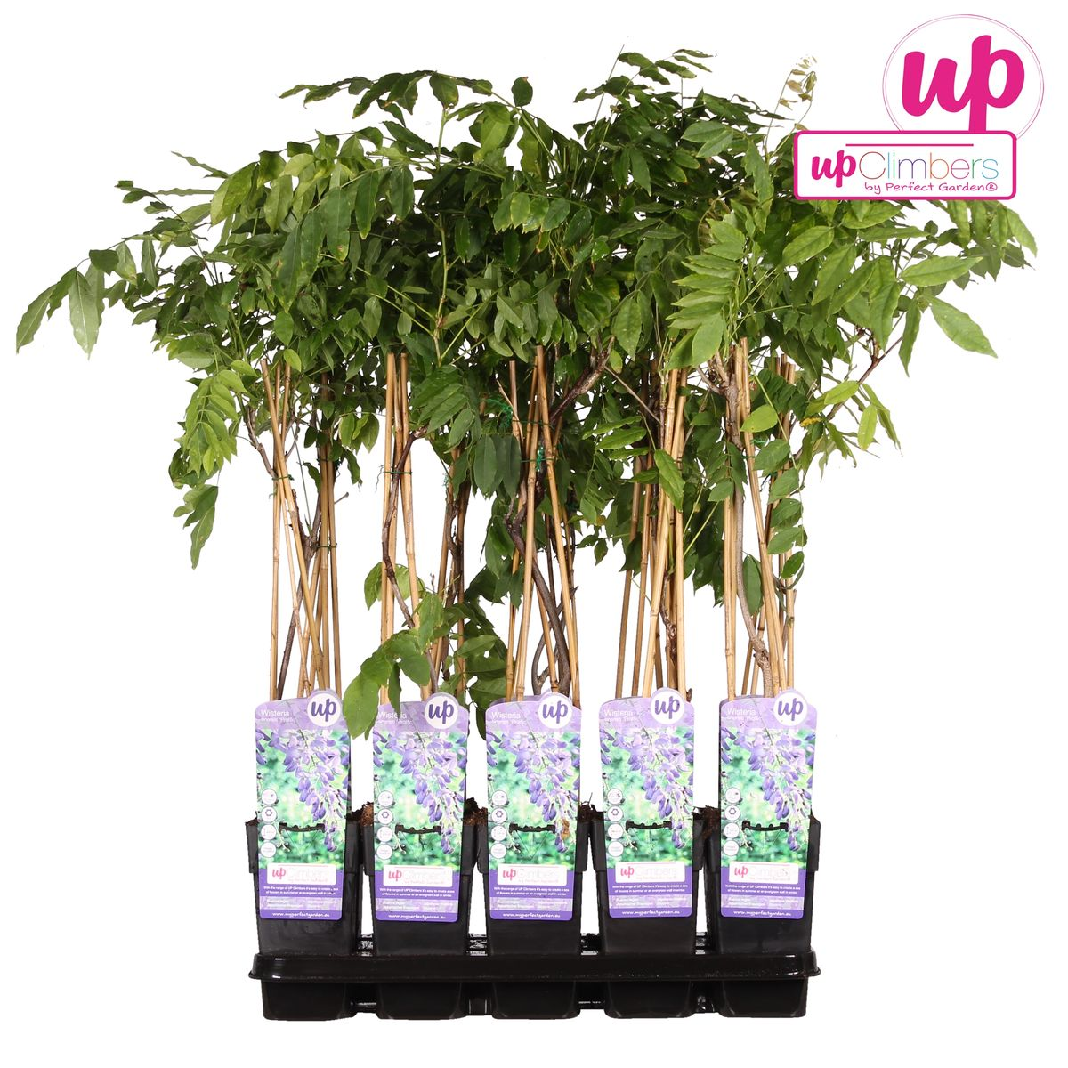 Hoogeveen Wisteria sinensis 'Prolific' - Blauwe regen (8712044842448)