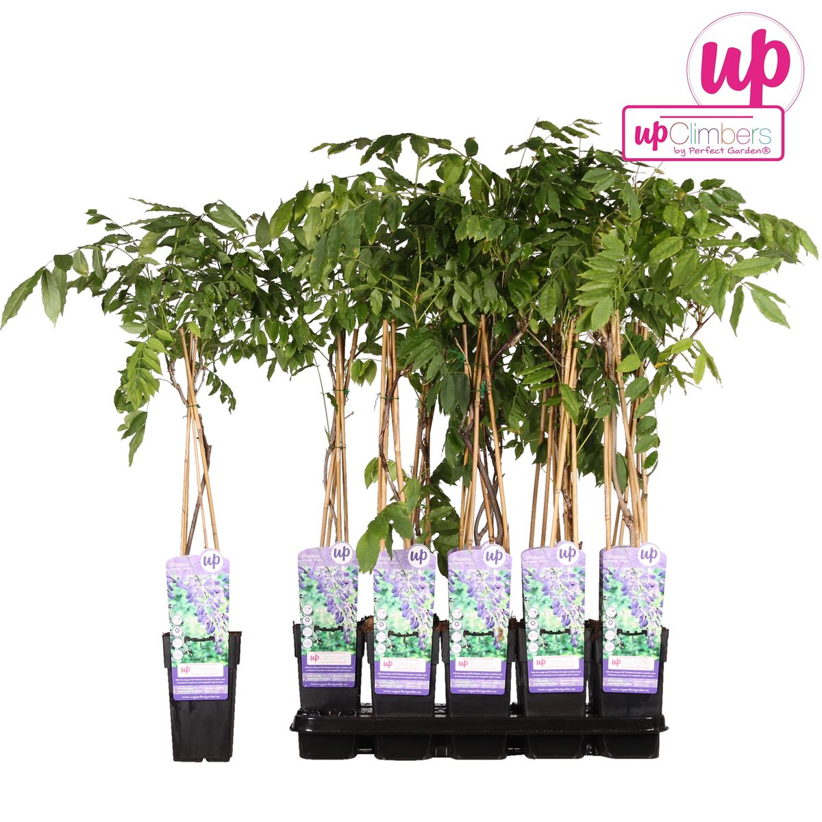 Hoogeveen Wisteria sinensis 'Prolific' - Blauwe regen (8712044842448)