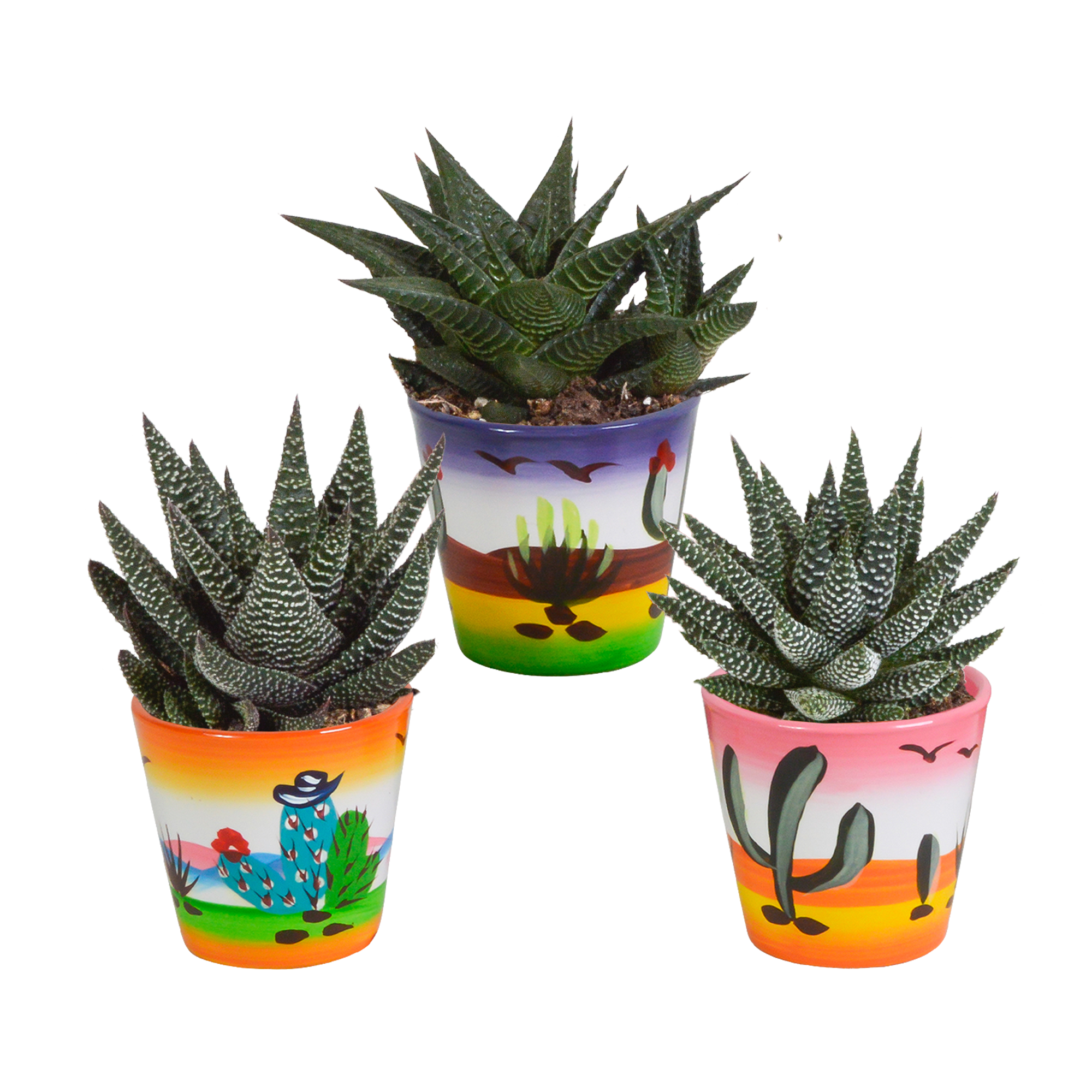 House of cactus Gasteria/Haworthia mix 8,5cm - 3x - in Mexicaanse pot (8720387961368)