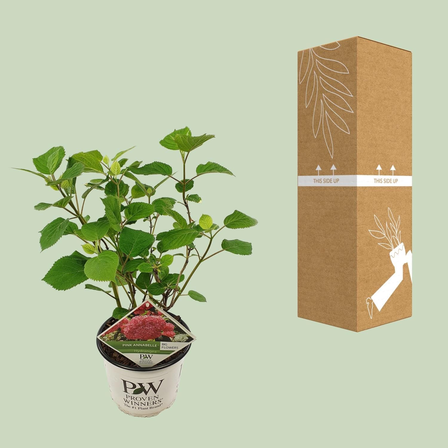 Son & koot Hydrangea arbo. 'Pink Annabelle' (8718182412321)