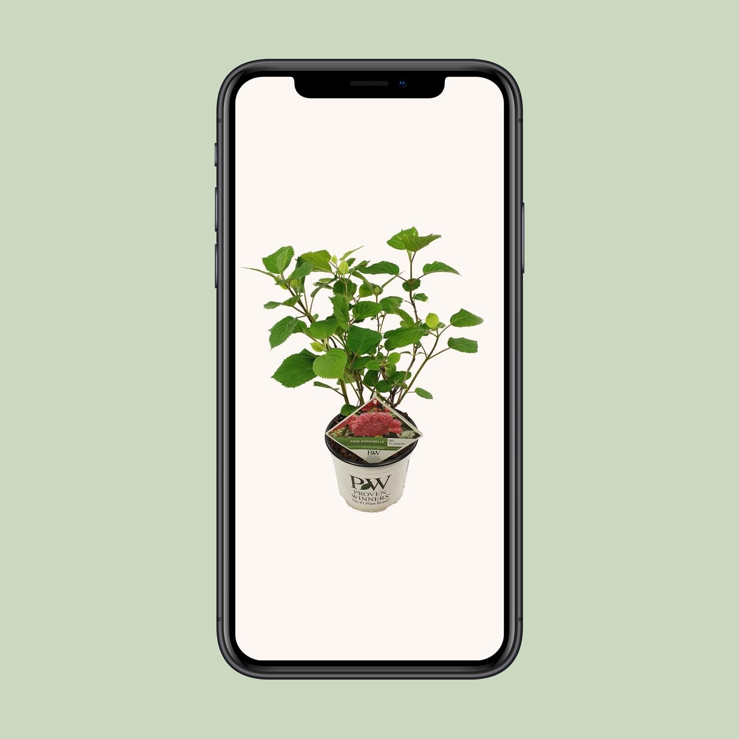 Son & koot Hydrangea arbo. 'Pink Annabelle' (8718182412321)