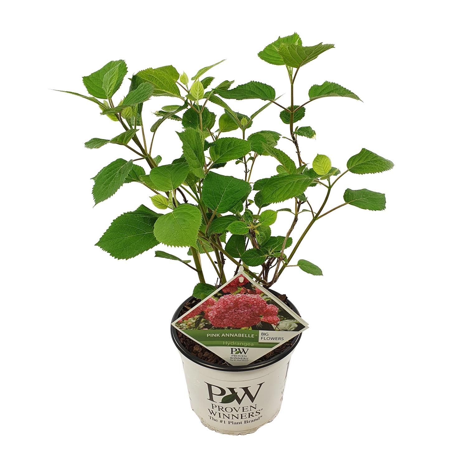 Son & koot Hydrangea arbo. 'Pink Annabelle' (8718182412321)