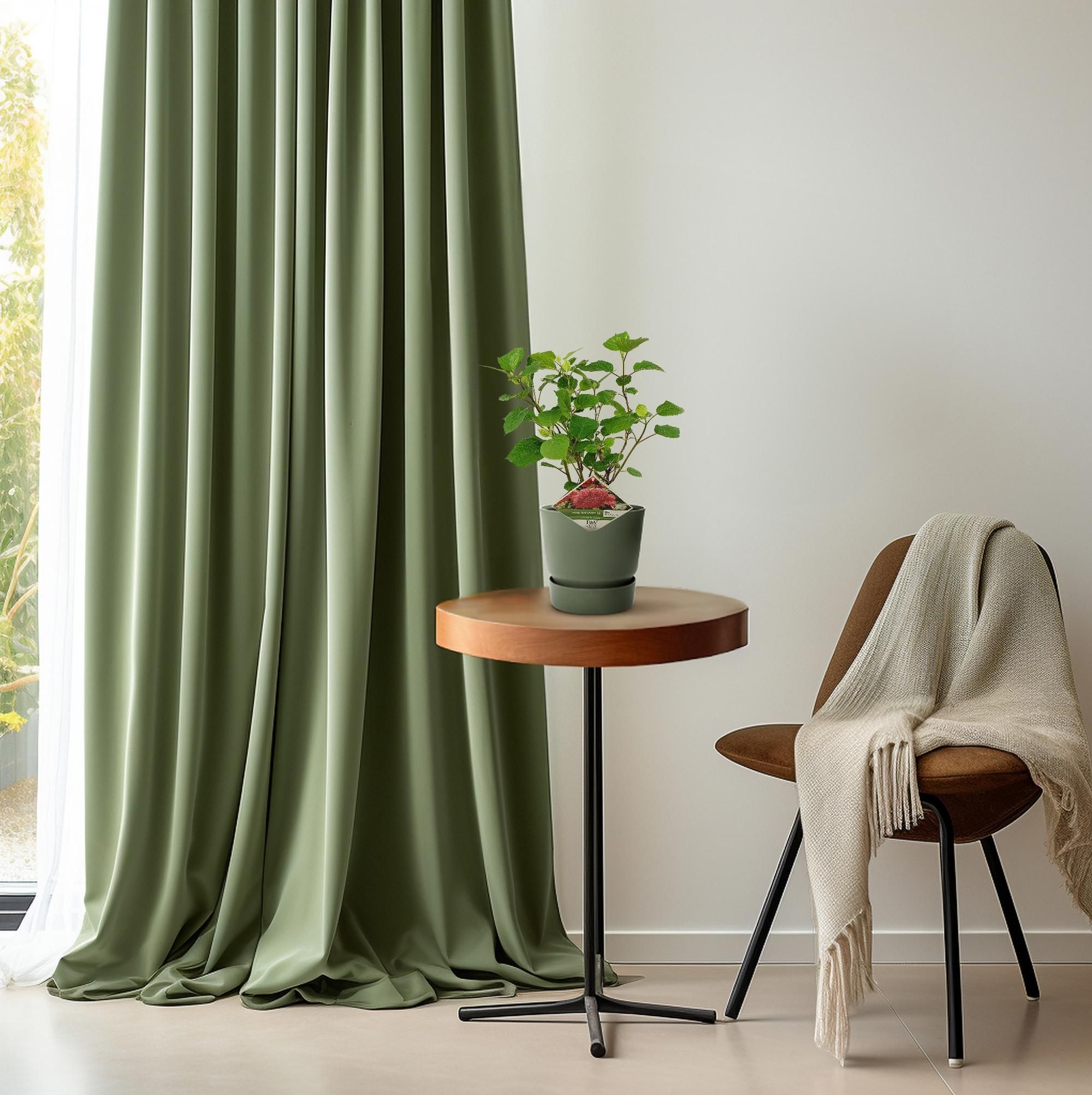 Son & koot Hydrangea arbo. 'Pink Annabelle' (8718182412321)