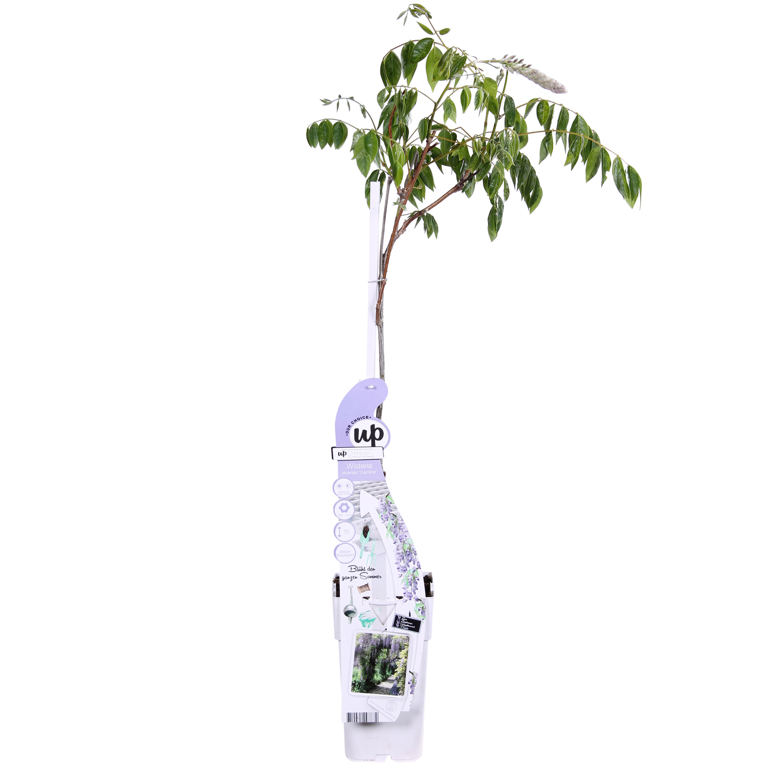 Hoogeveen Wisteria sinensis Caroline - Paarse Regen (8719075297872)