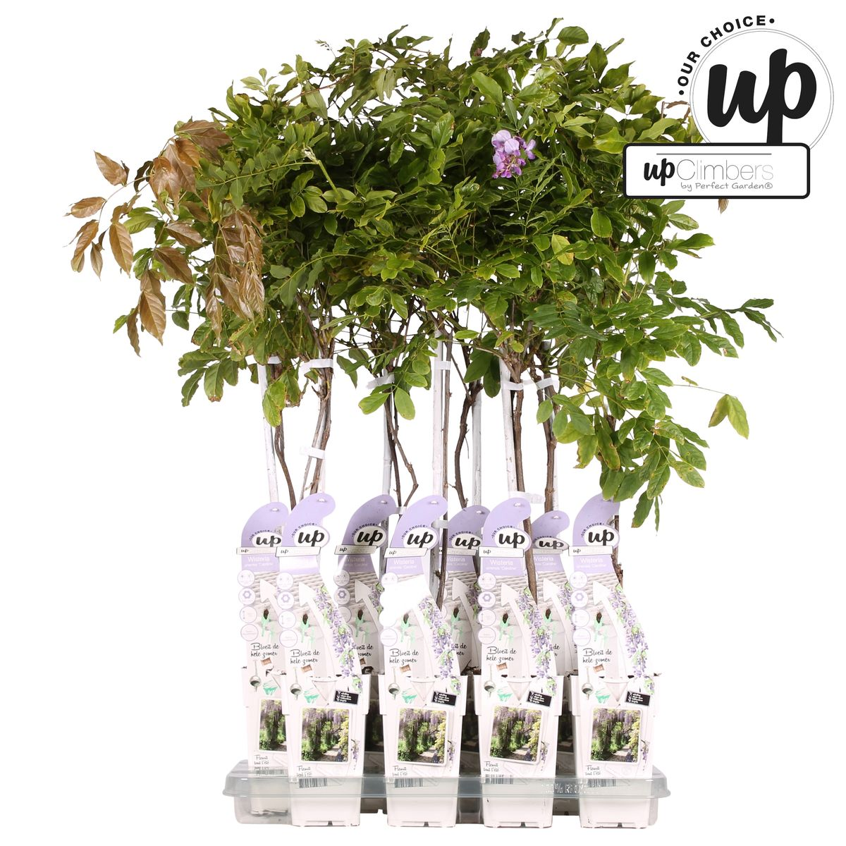 Hoogeveen Wisteria sinensis Caroline - Paarse Regen (8719075297872)