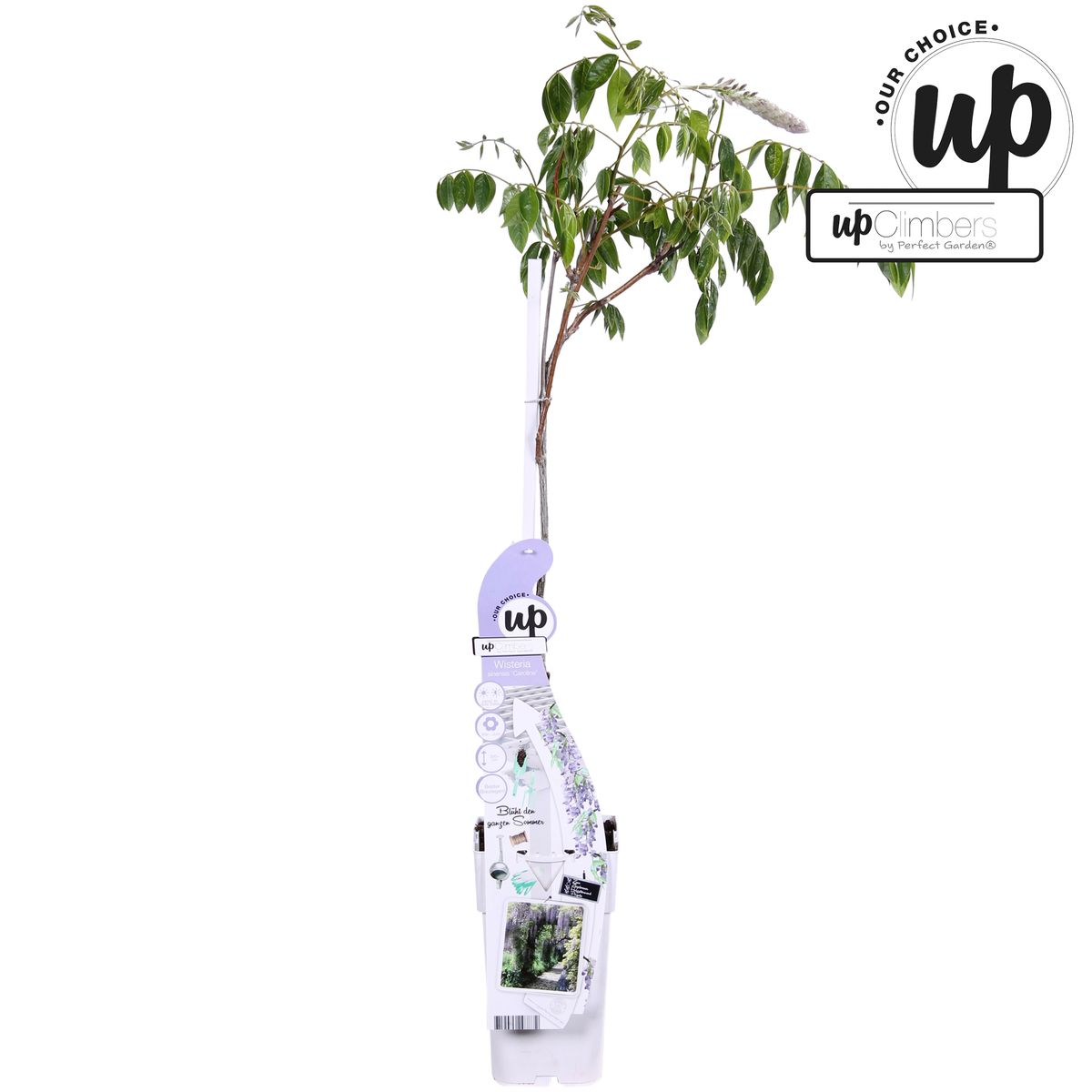 Hoogeveen Wisteria sinensis Caroline - Paarse Regen (8719075297872)