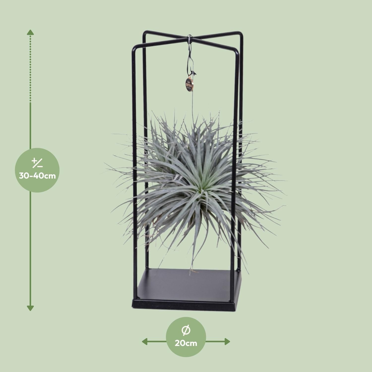Tillandsia Cube Mix 1 stuk (8720634287821)