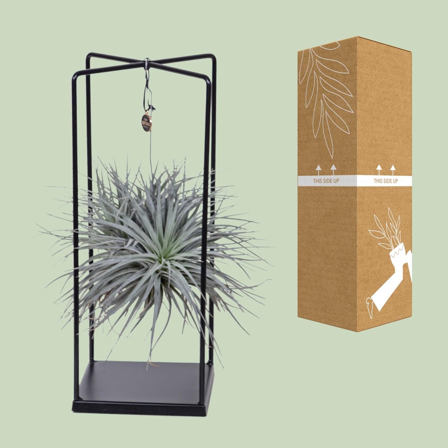 Tillandsia Cube Mix 1 stuk (8720634287821)