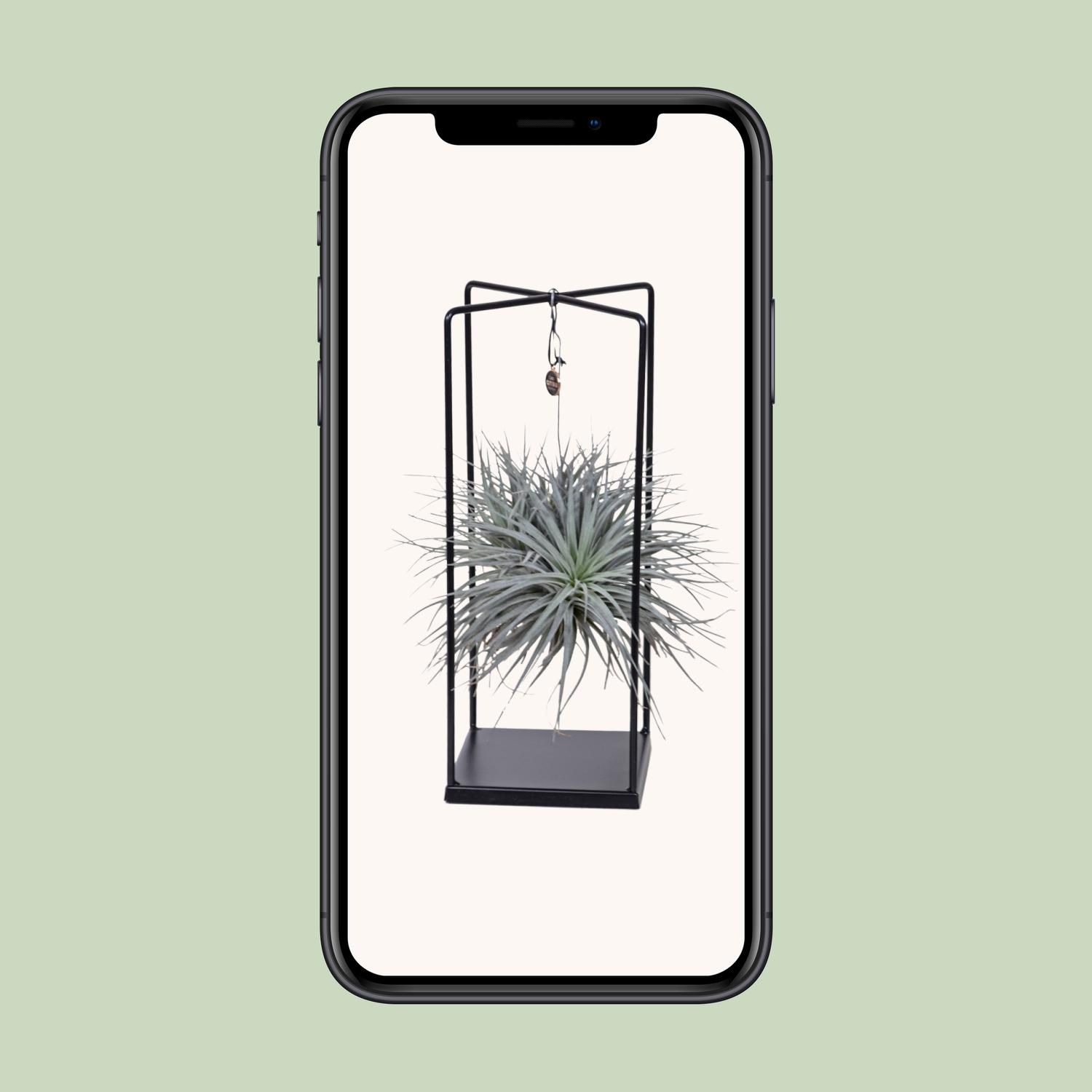 Tillandsia Cube Mix 1 stuk (8720634287821)