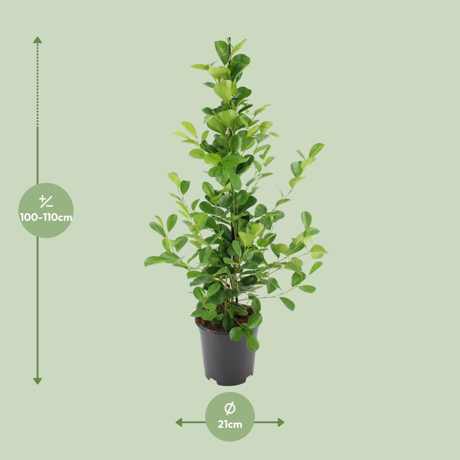 Ficus microcarpa Moclame (8720634289290)