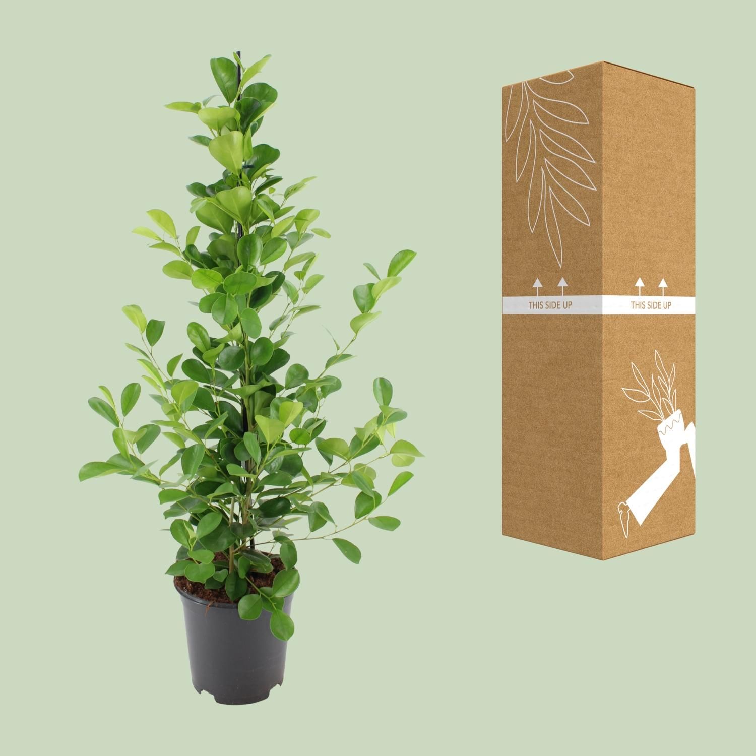 Ficus microcarpa Moclame (8720634289290)