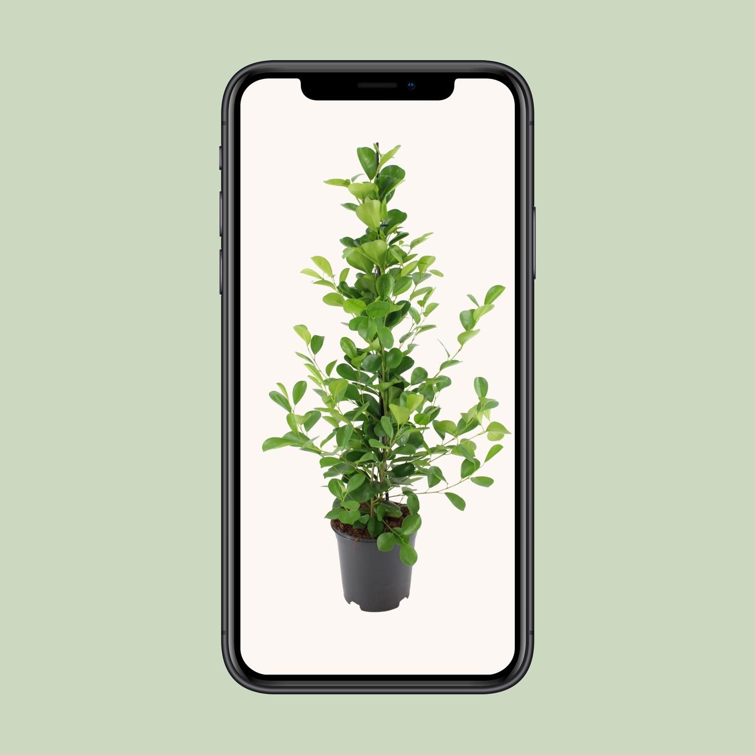 Ficus microcarpa Moclame (8720634289290)