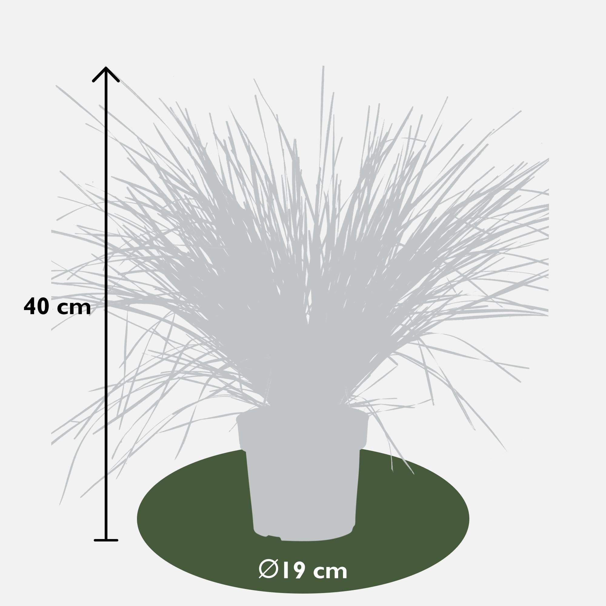 Hoogeveen Lomandra longifolia 'White Sands' (8719474815479)