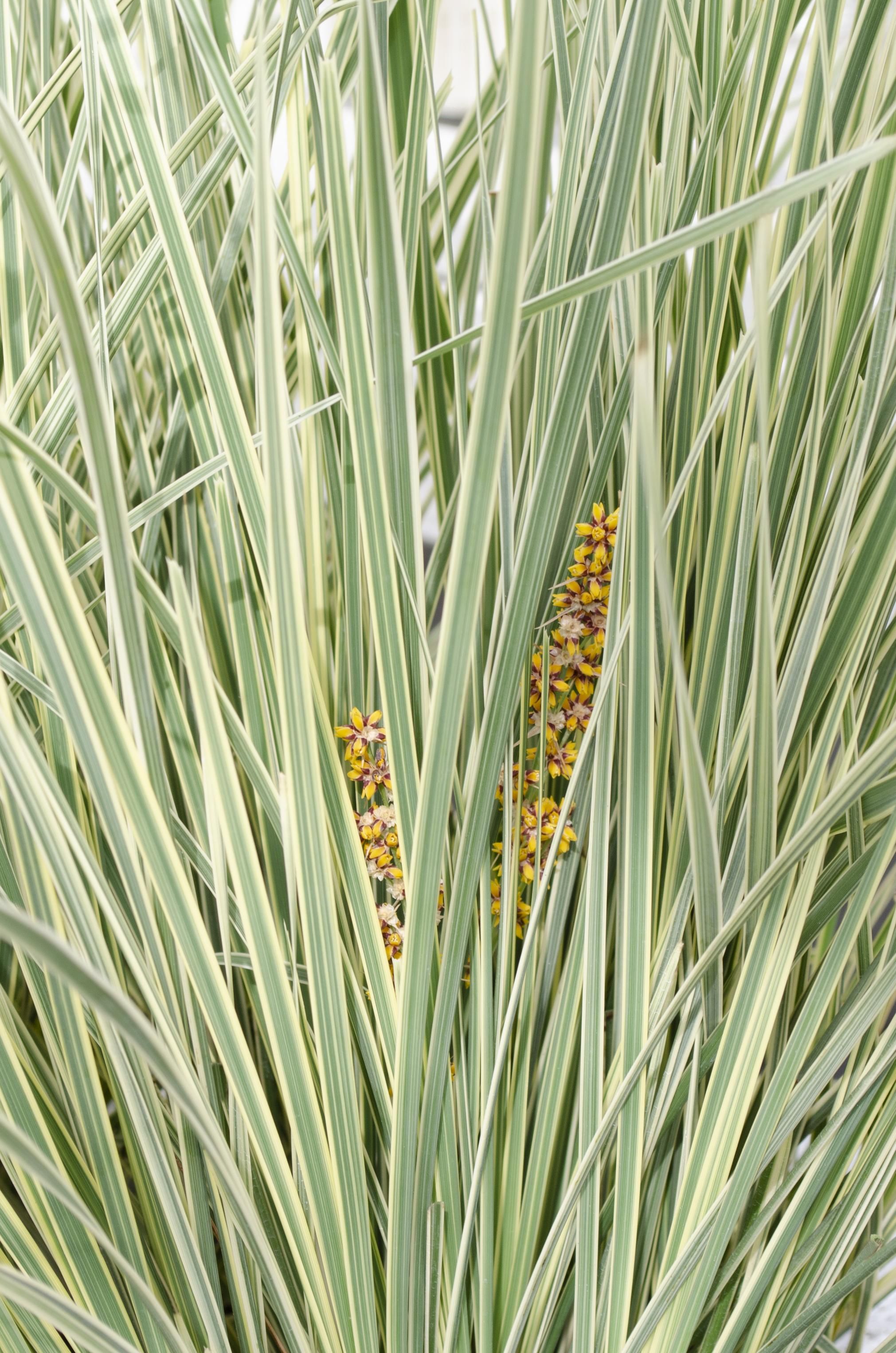 Hoogeveen Lomandra longifolia 'White Sands' (8719474815479)
