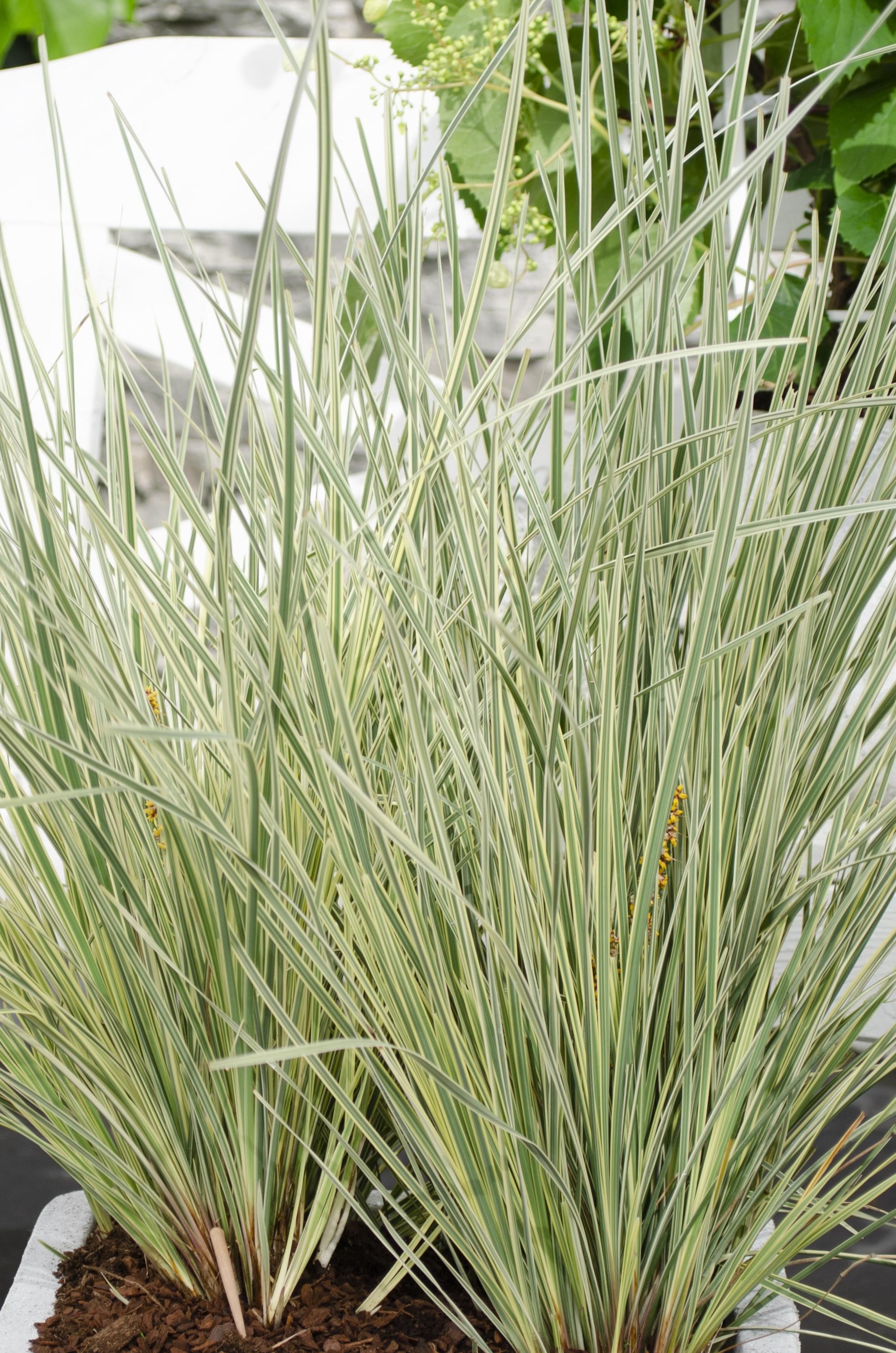 Hoogeveen Lomandra longifolia 'White Sands' (8719474815479)