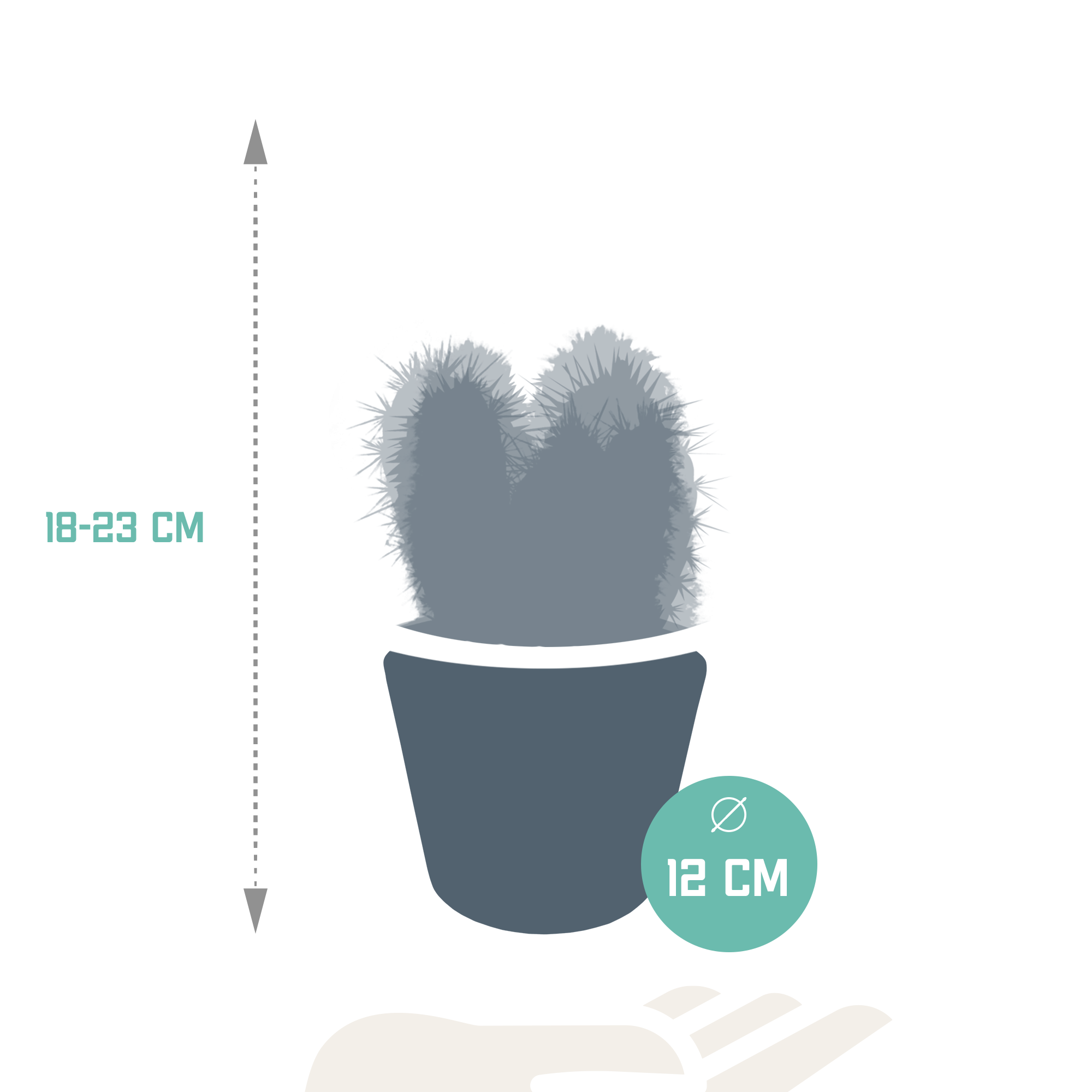 House of cactus Cereus mix 10,5cm - 3x - in witte pot (8720618070203)