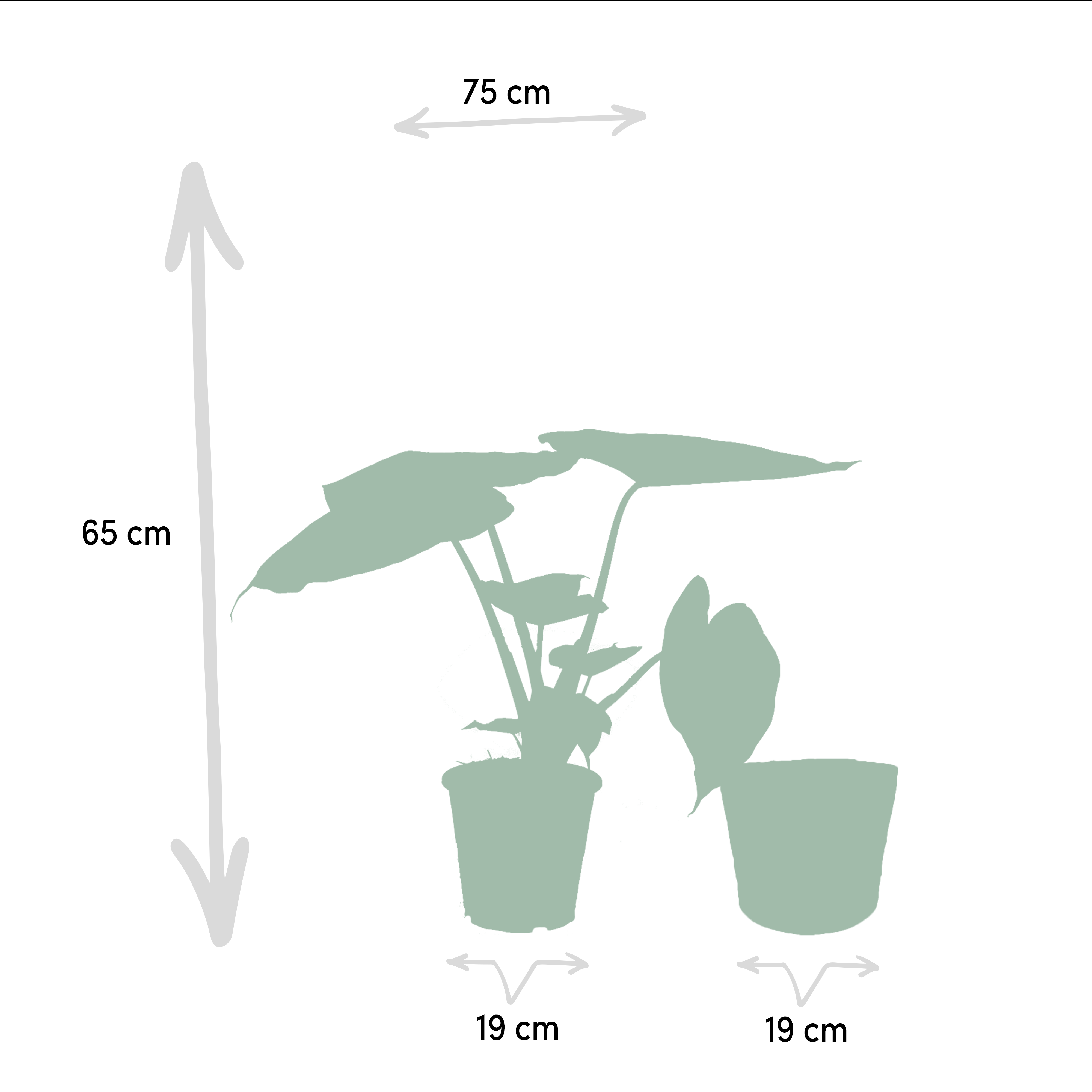 Alocasia Wentii - Mand Selin (8720634289542)
