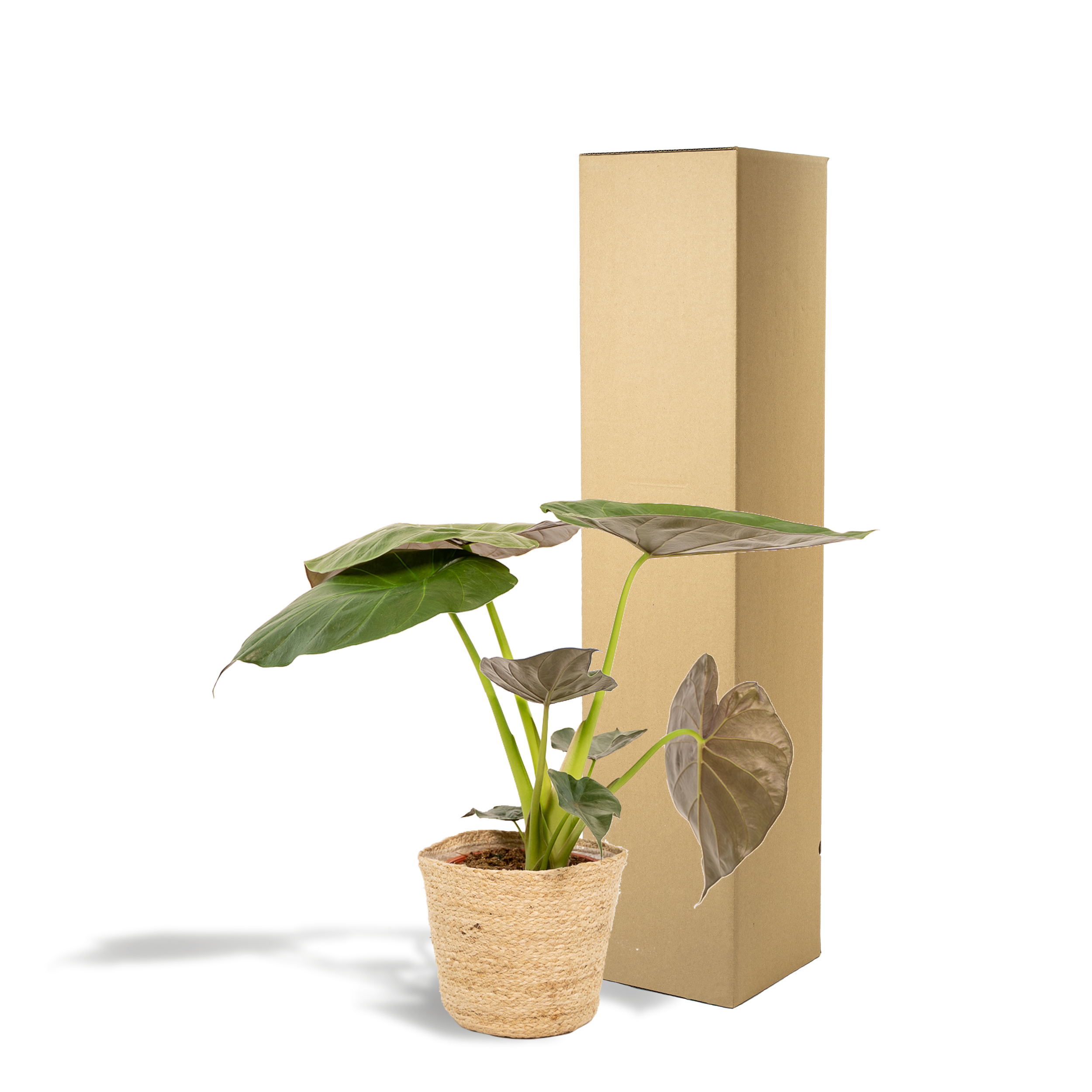 Alocasia Wentii - Mand Selin (8720634289542)