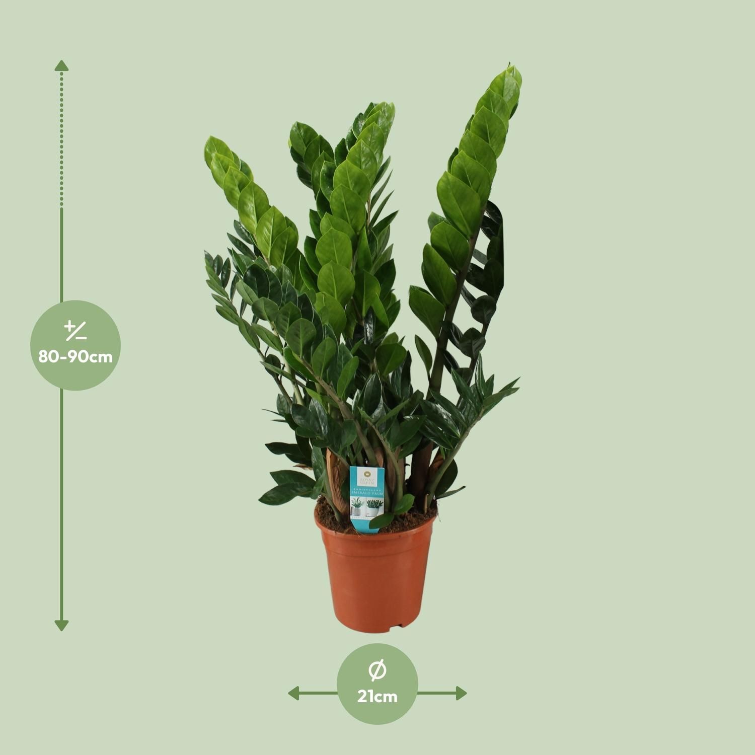 Zamioculcas Zamiifolia (8720634284707)