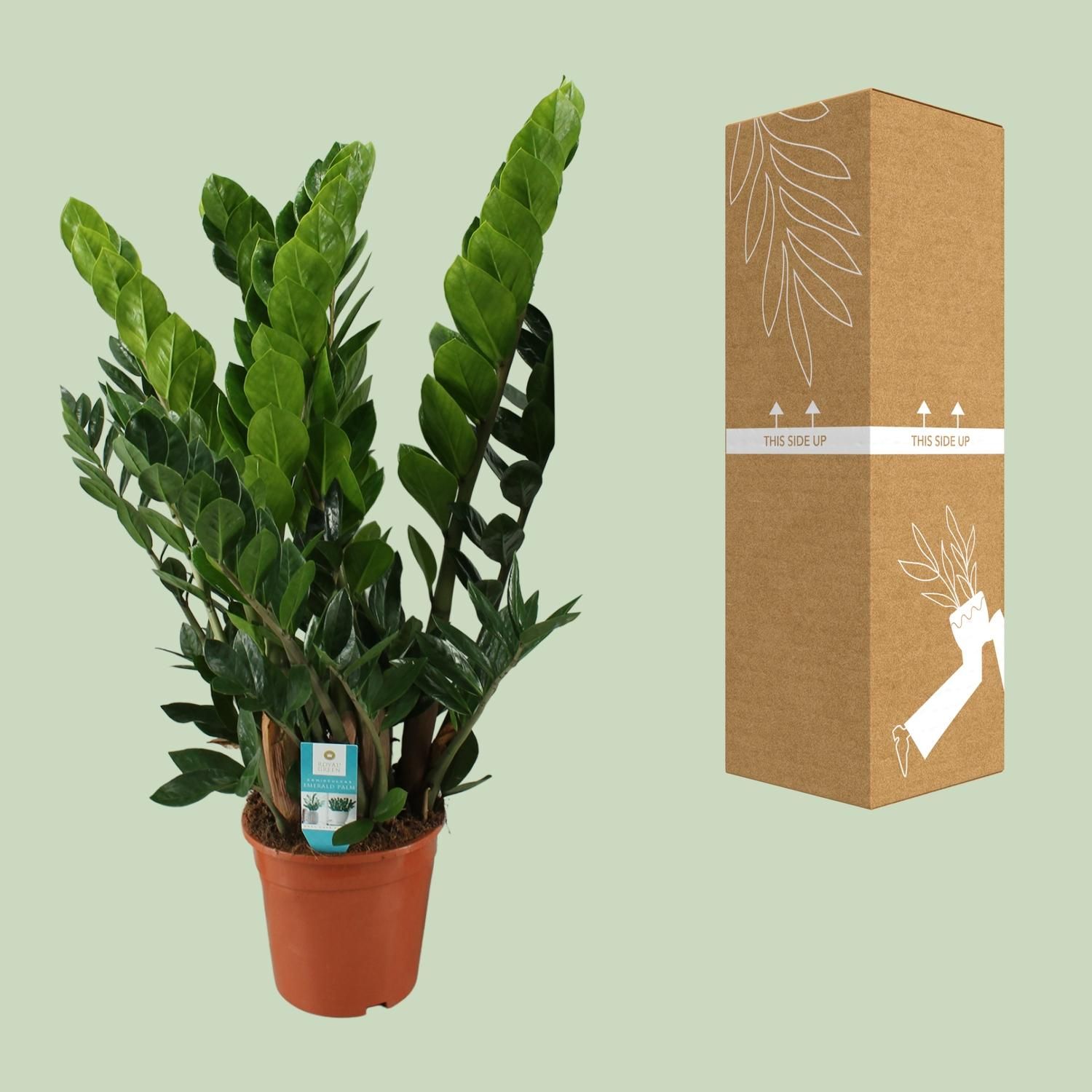 Zamioculcas Zamiifolia (8720634284707)