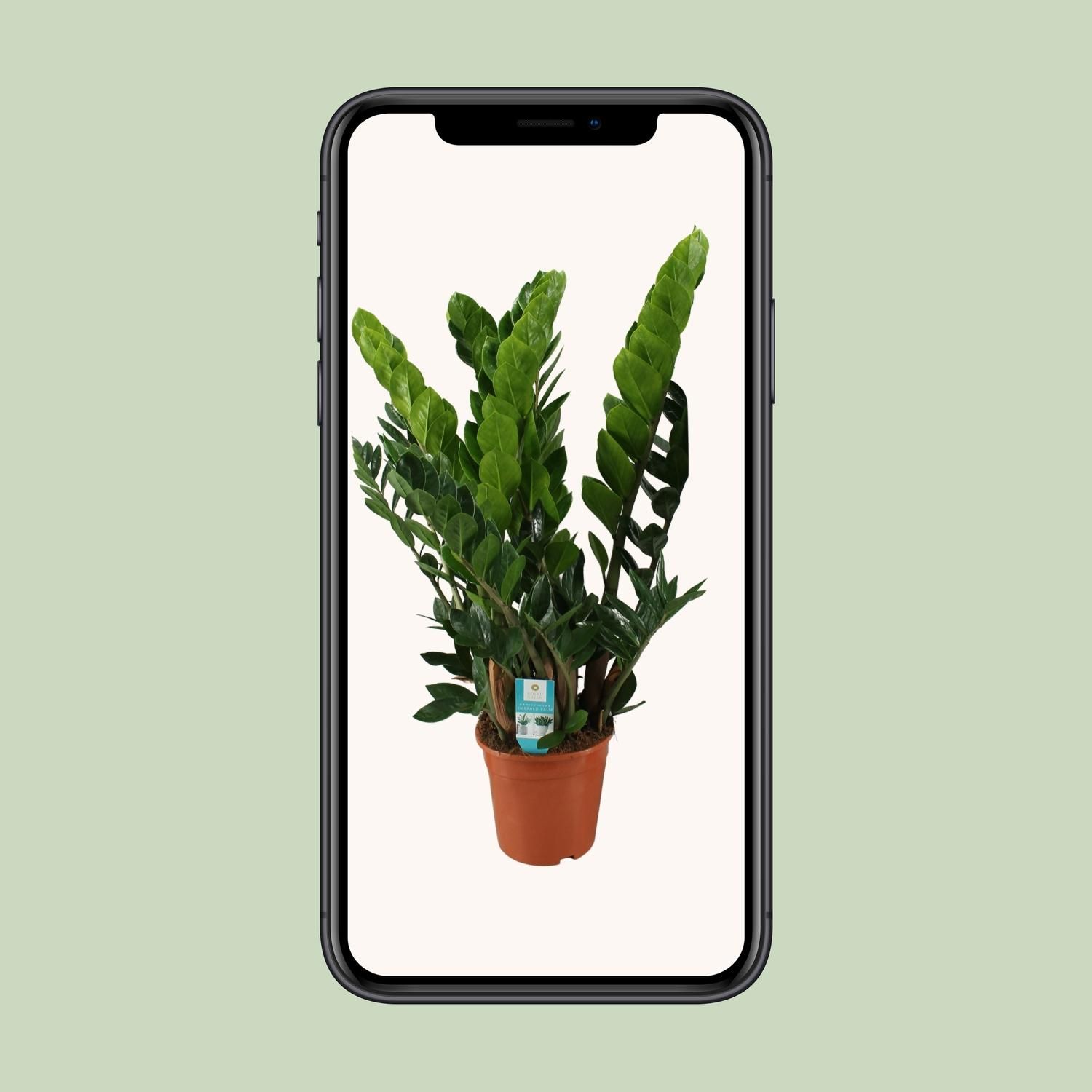 Zamioculcas Zamiifolia (8720634284707)