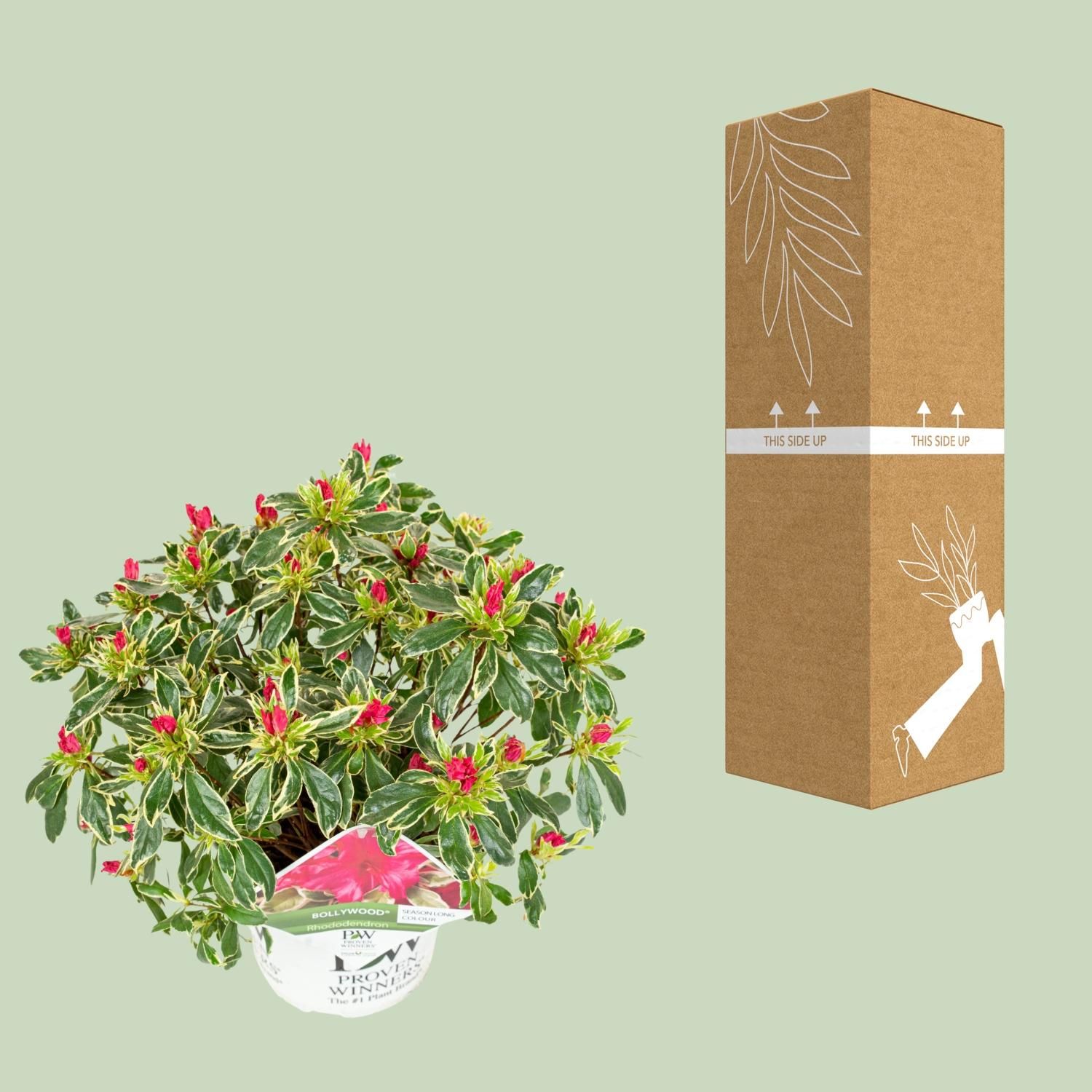 Son & koot Rhododendron 'Bollywood' (8718182419221)