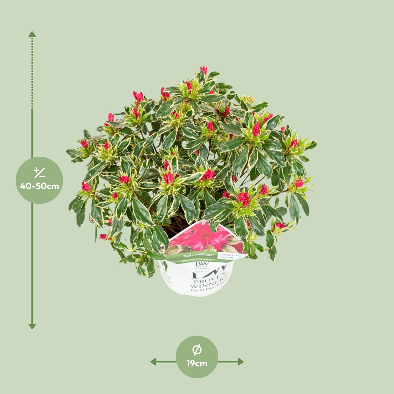 Son & koot Rhododendron 'Bollywood' (8718182419221)