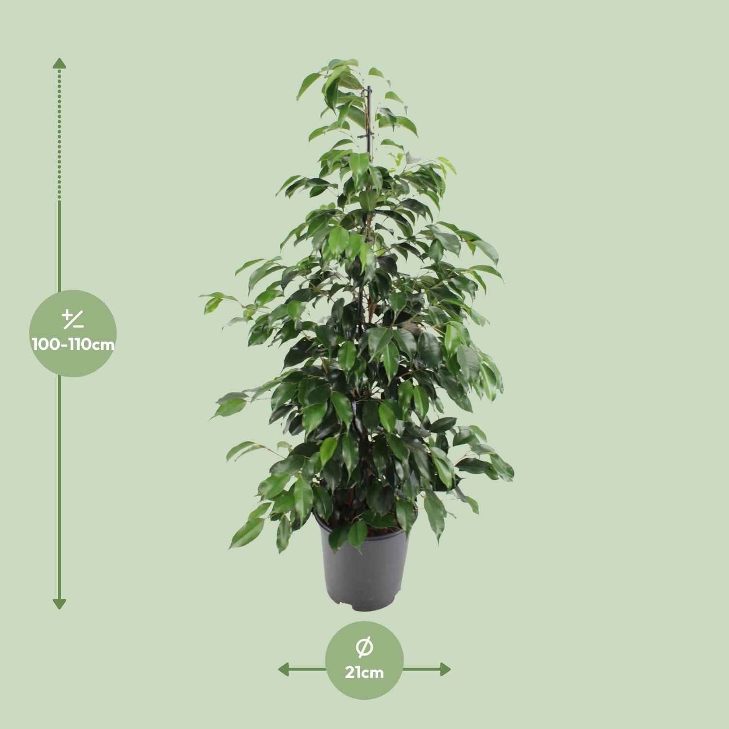Ficus benjamina Danielle (8720634289269)