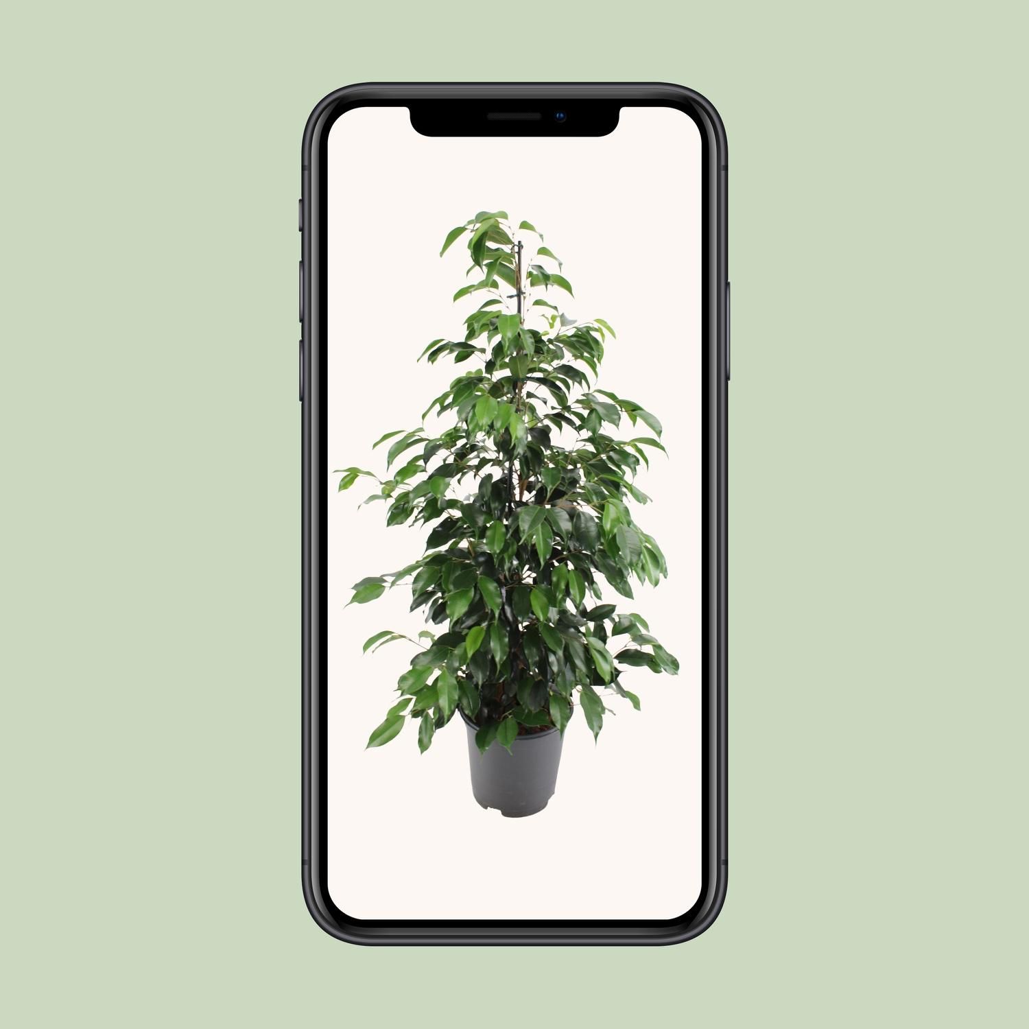 Ficus benjamina Danielle (8720634289269)
