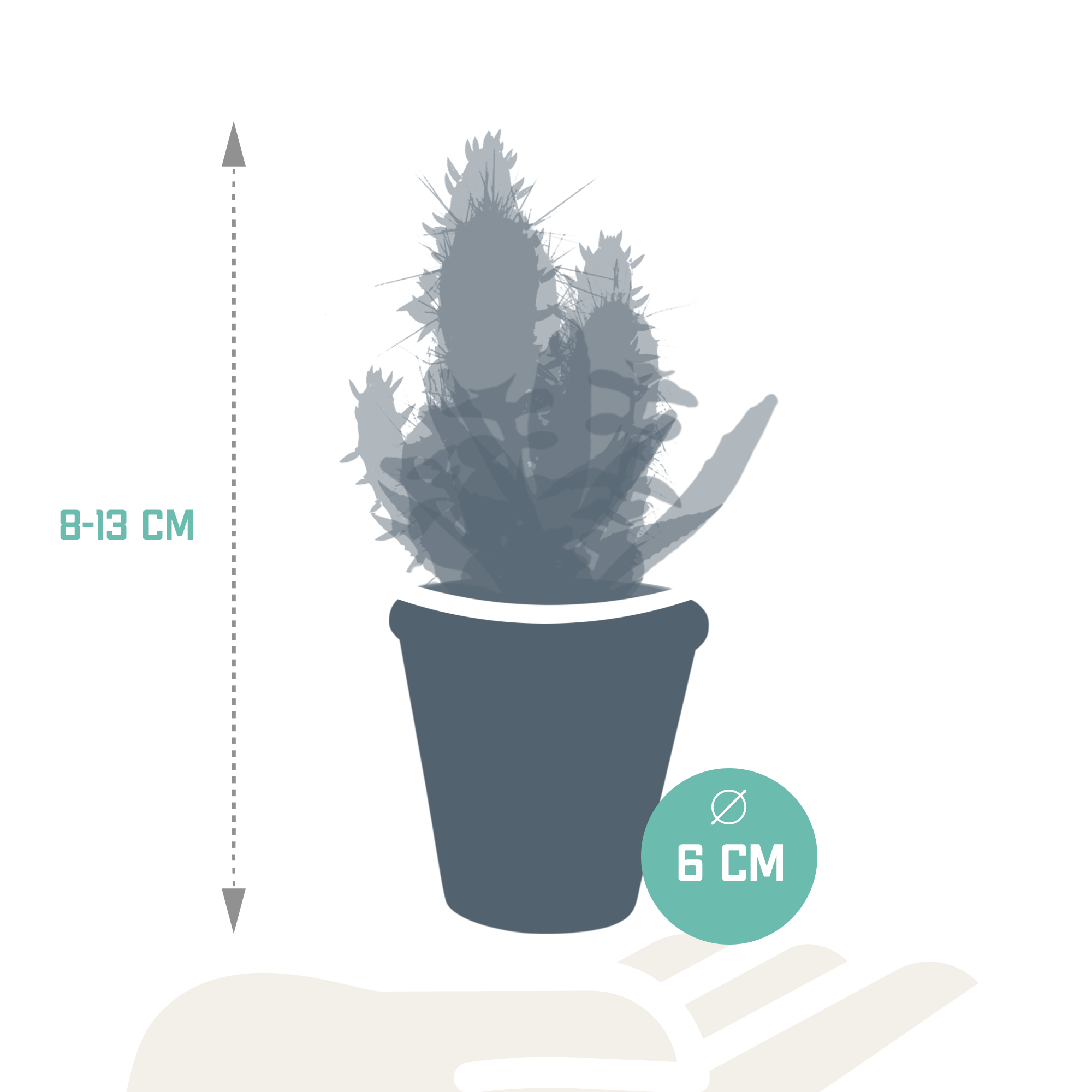 House of cactus Cactus en vetplanten mix 5.5 cm | 15 stuks - in terracotta pot (8720387961153)