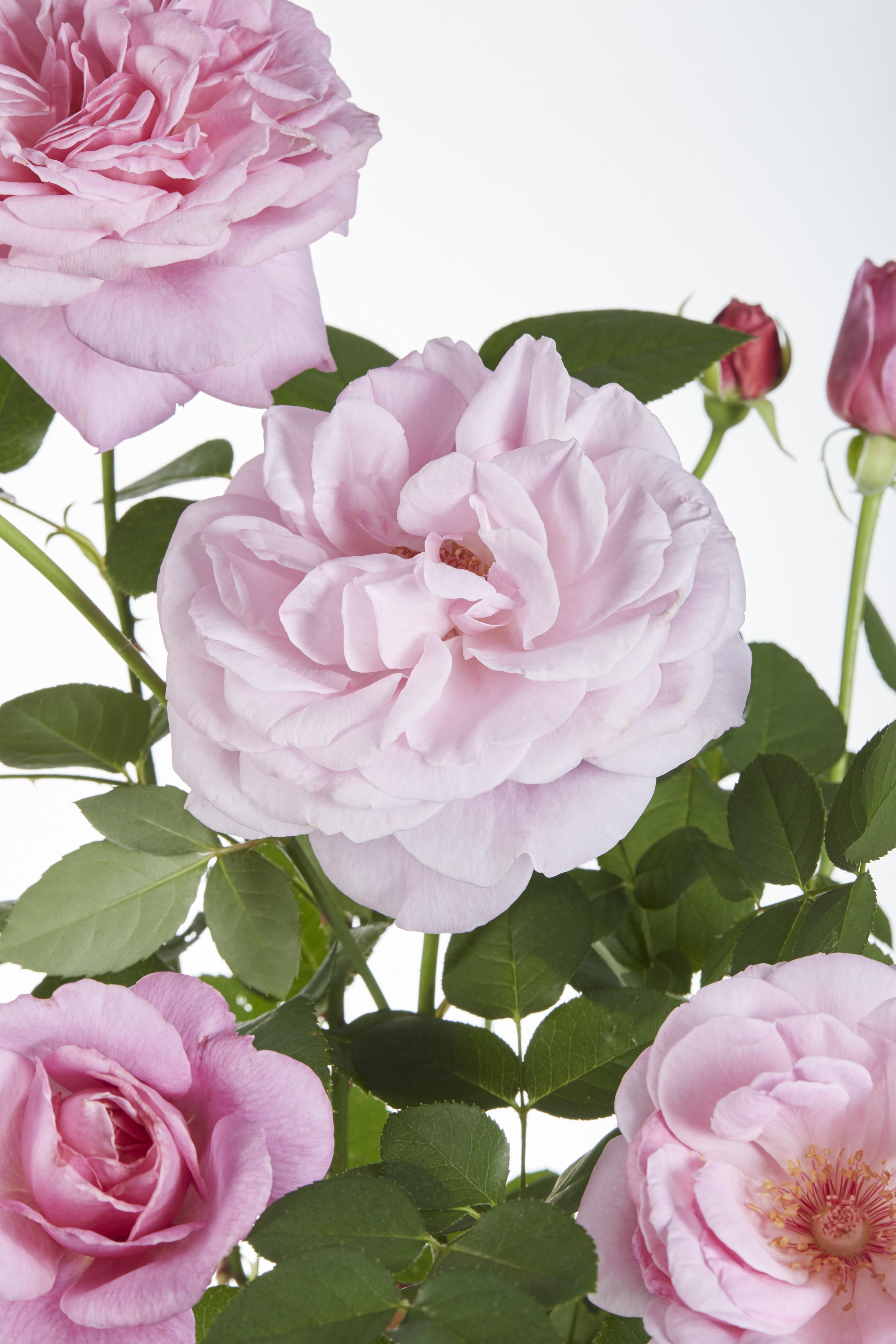 Hoogeveen 3x - Rosa Crazy in love 'Pink' - ↨65cm - Ø15 (8720955321198)