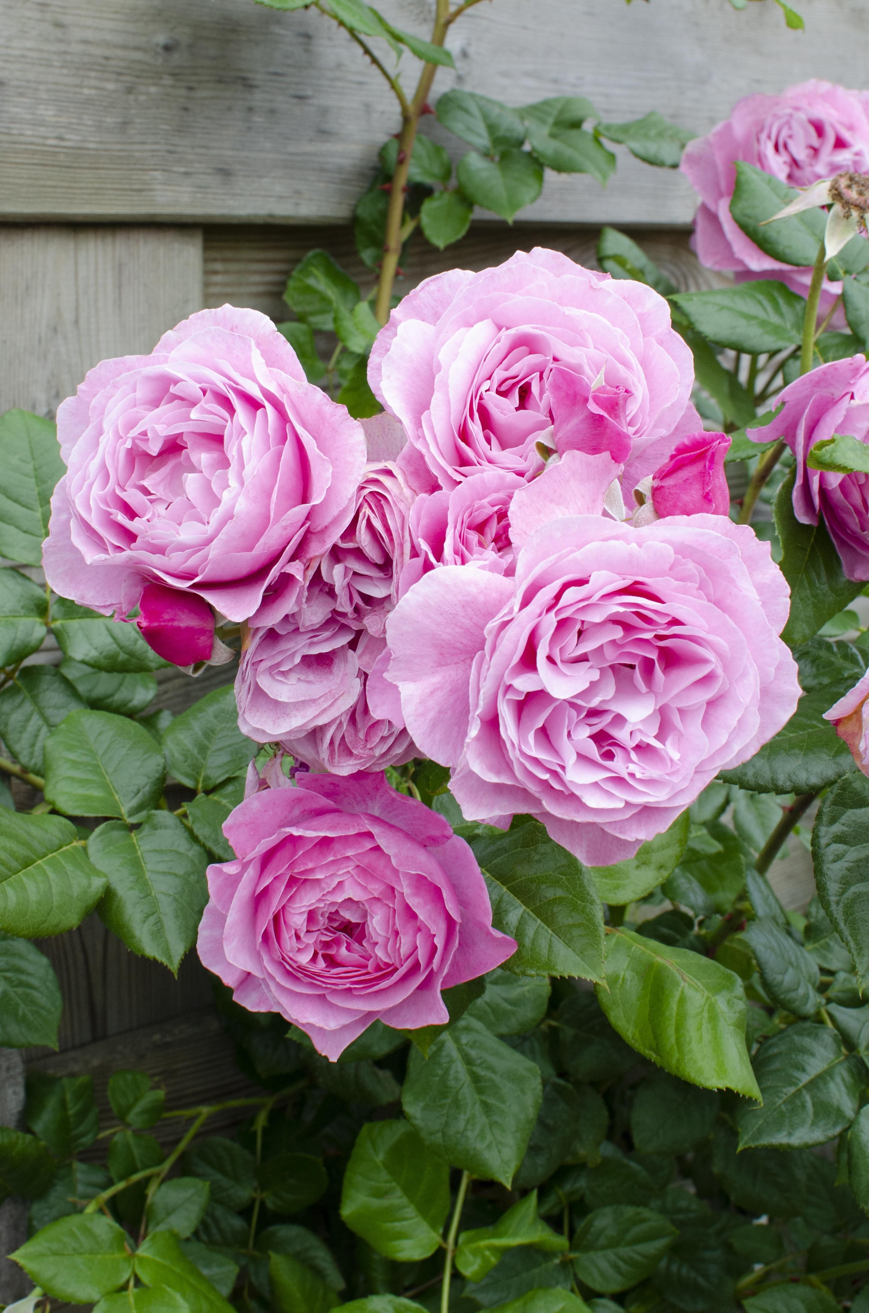 Hoogeveen 3x - Rosa Crazy in love 'Pink' - ↨65cm - Ø15 (8720955321198)
