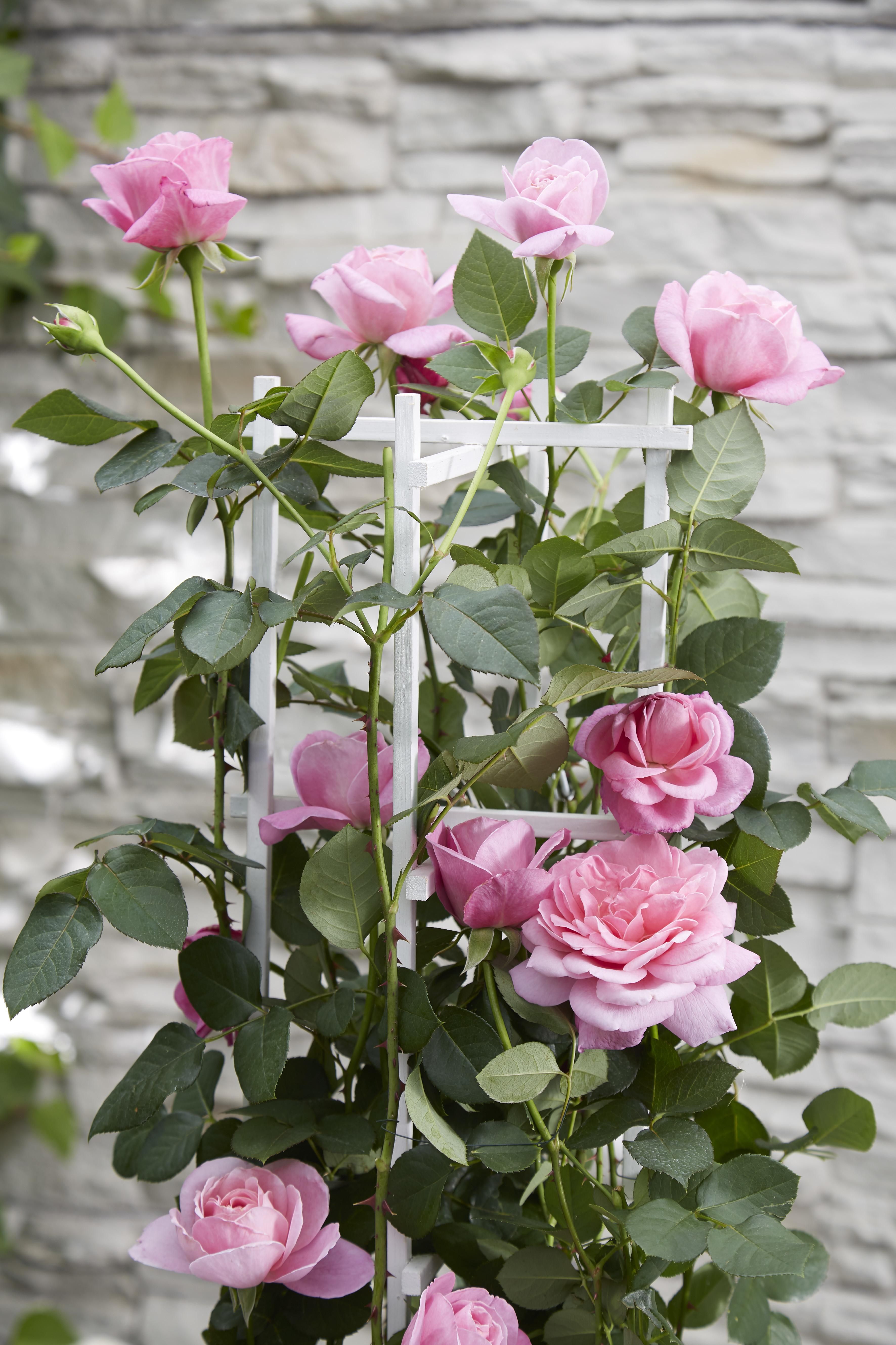Hoogeveen 3x - Rosa Crazy in love 'Pink' - ↨65cm - Ø15 (8720955321198)