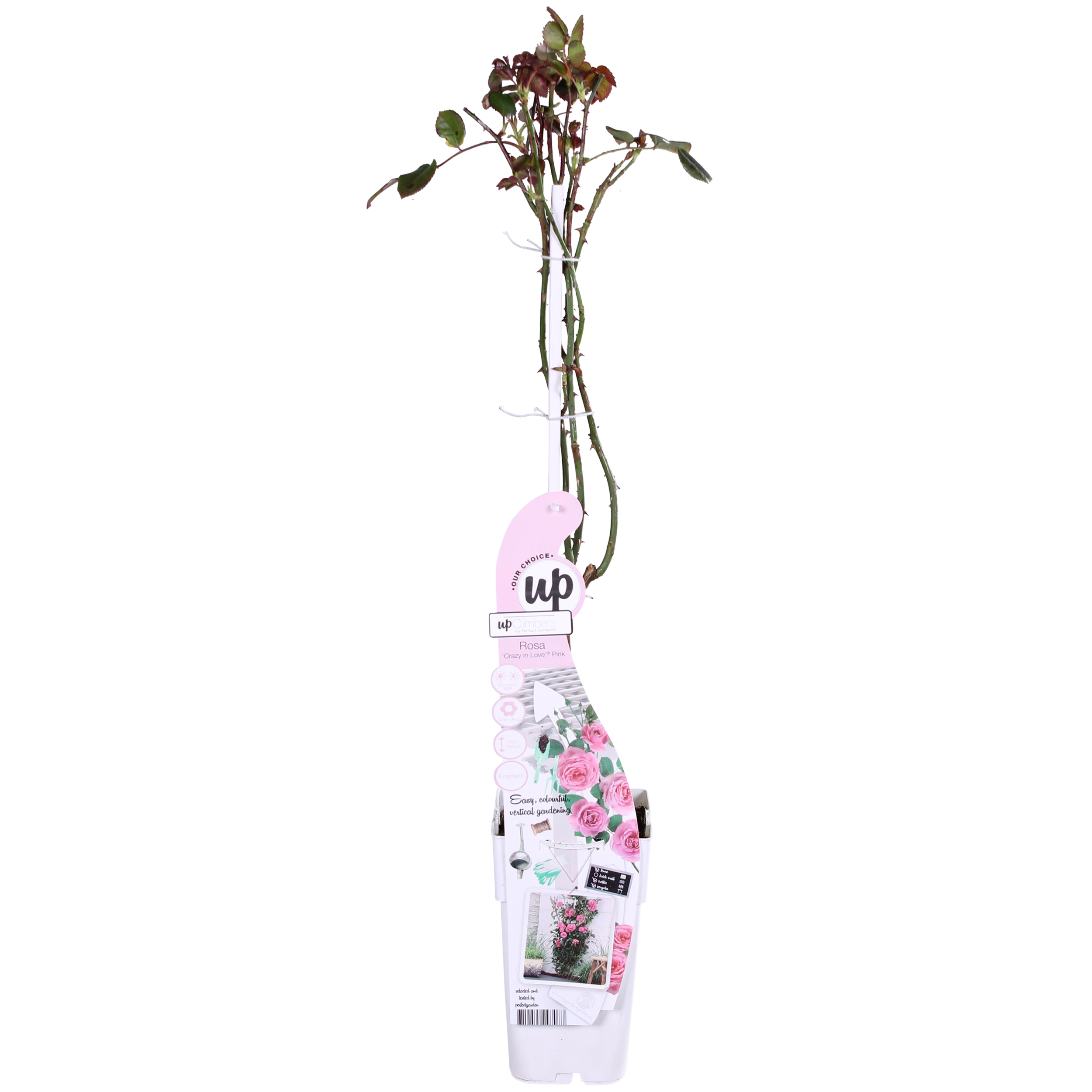 Hoogeveen 3x - Rosa Crazy in love 'Pink' - ↨65cm - Ø15 (8720955321198)