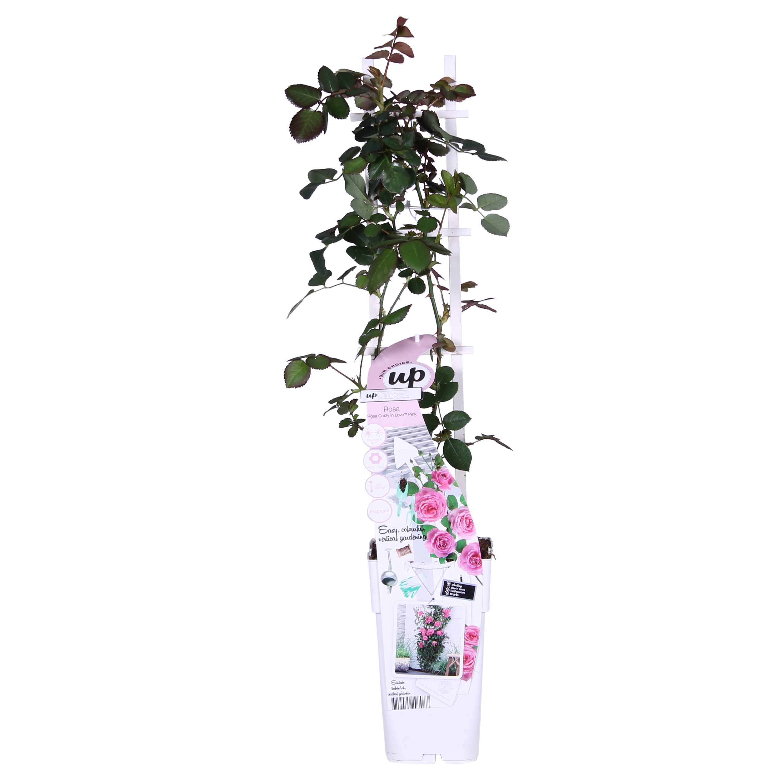 Hoogeveen 3x - Rosa Crazy in love 'Pink' - ↨65cm - Ø15 (8720955321198)