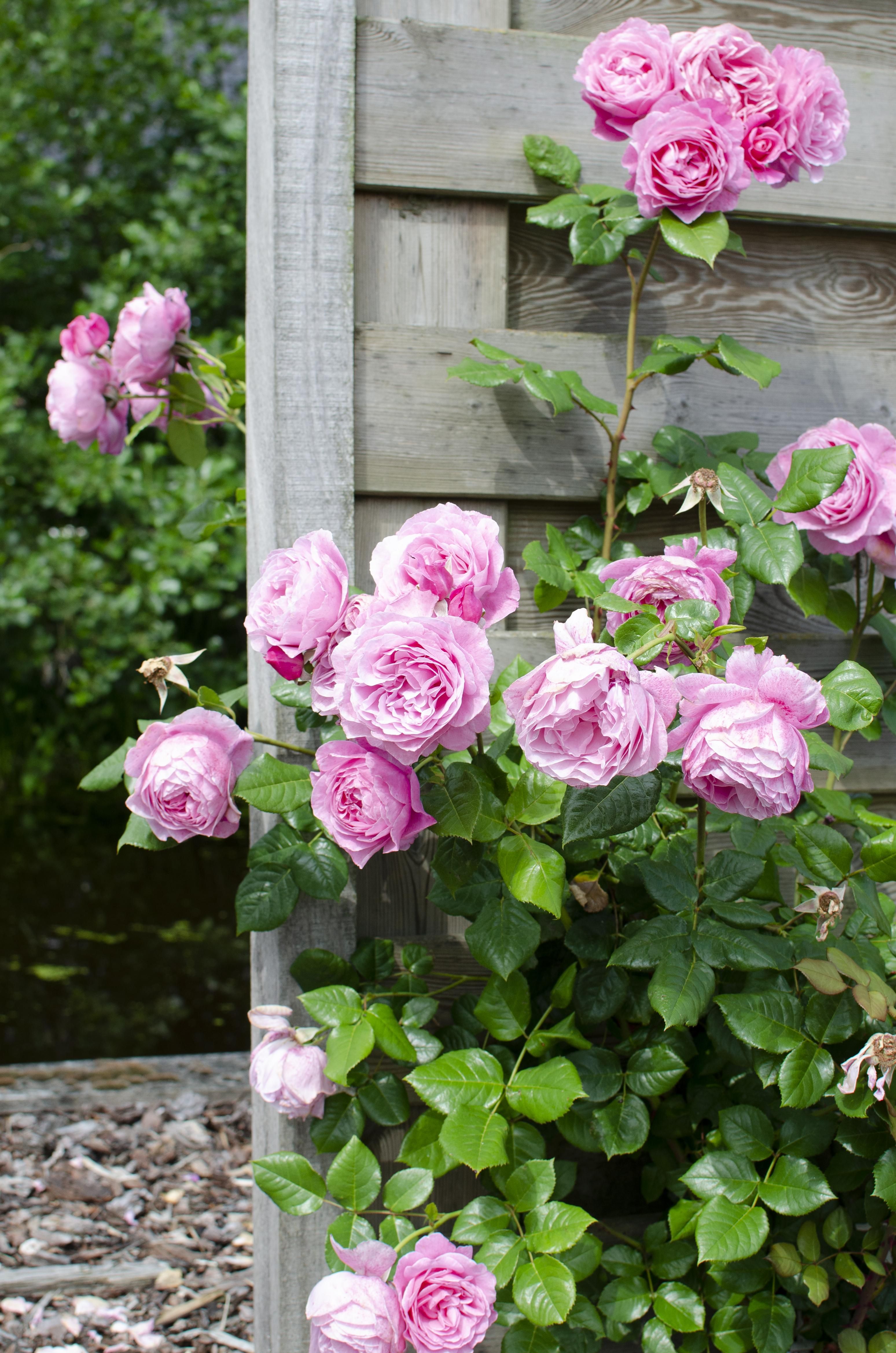 Hoogeveen 3x - Rosa mix - ↨65cm - Ø15 (8720955321228)