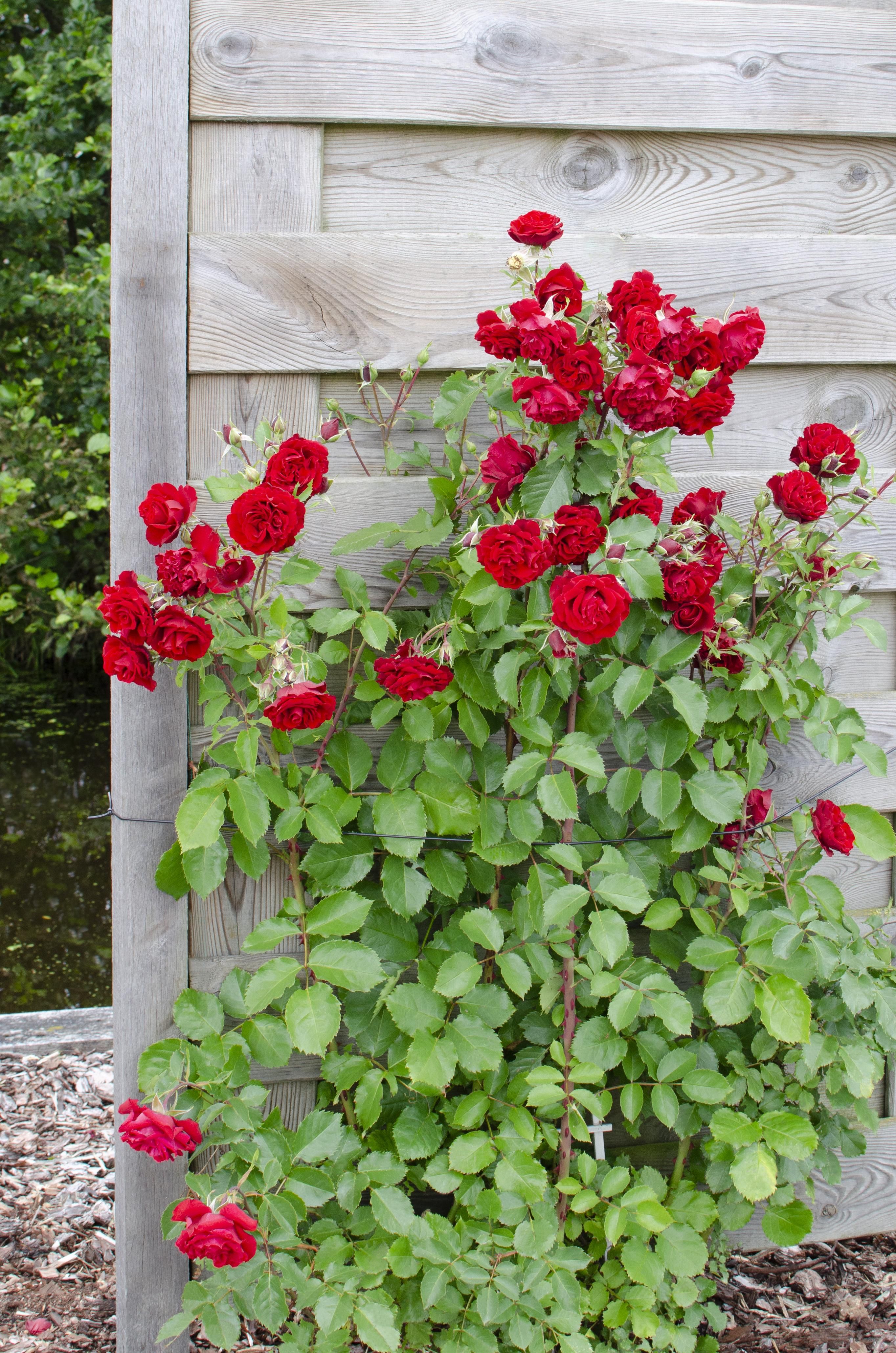 Hoogeveen 3x - Rosa mix - ↨65cm - Ø15 (8720955321228)
