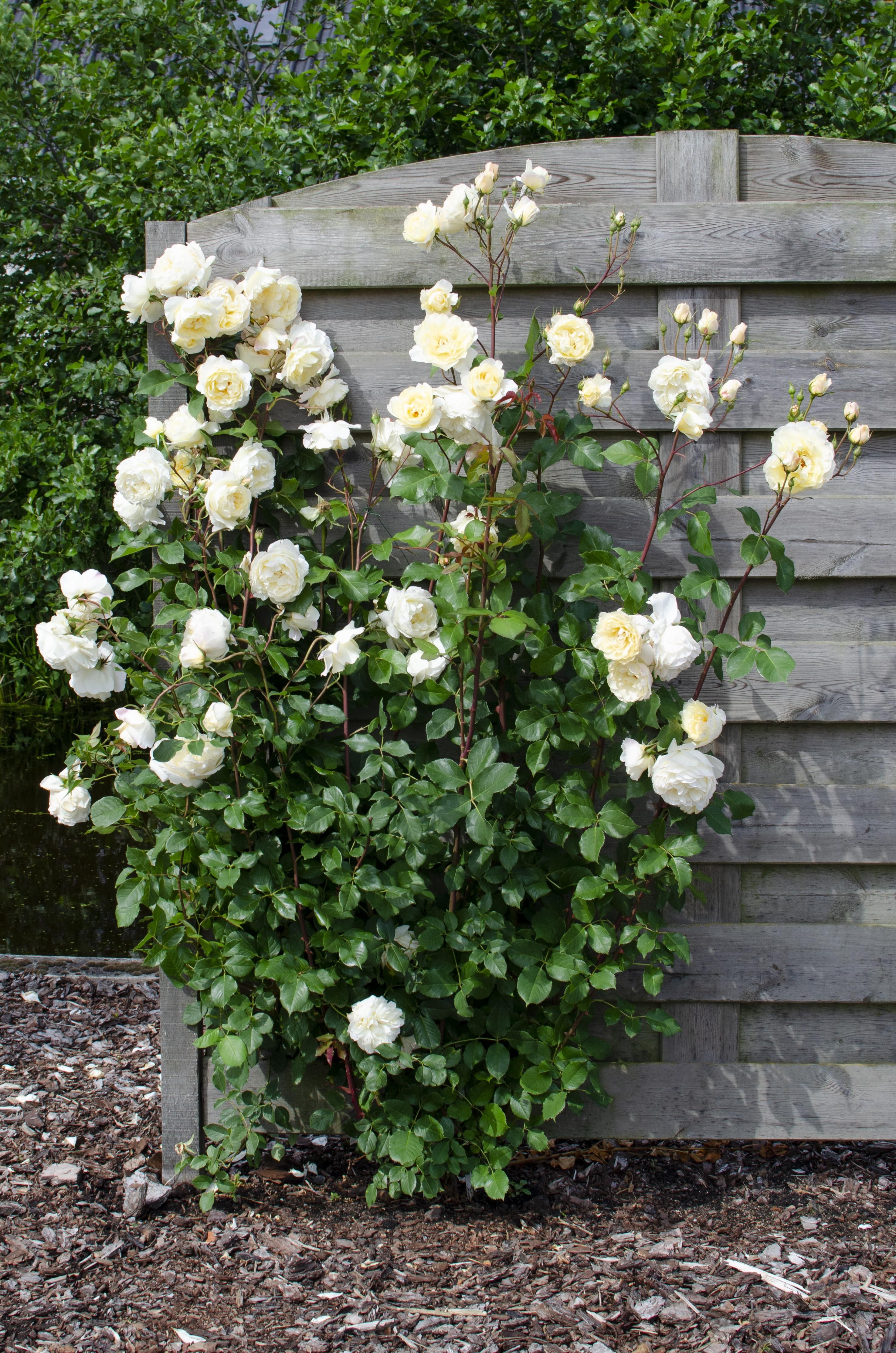 Hoogeveen 3x - Rosa mix - ↨65cm - Ø15 (8720955321228)